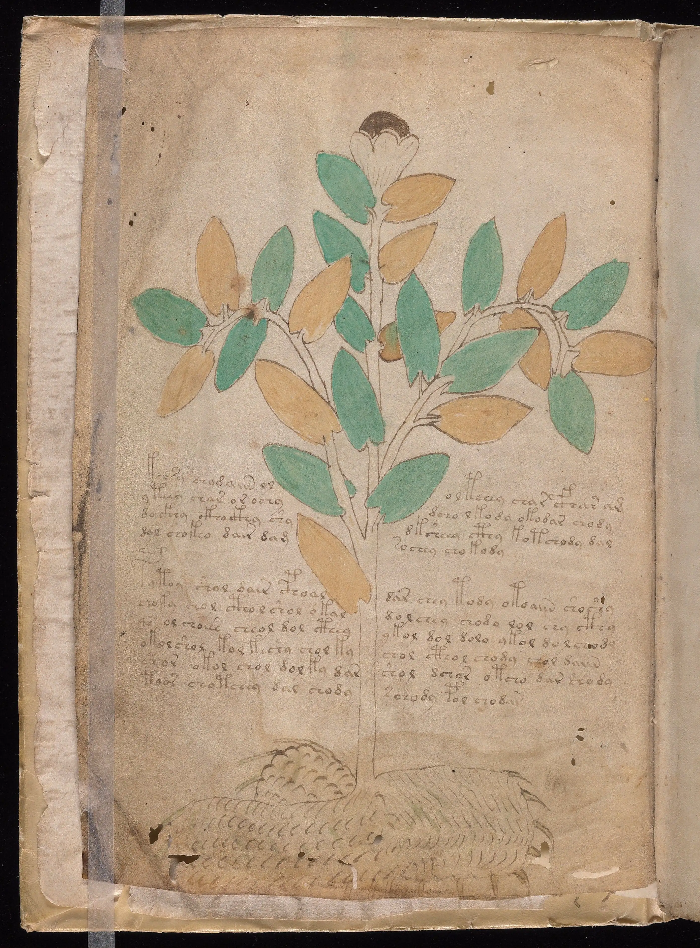 Folio f1v