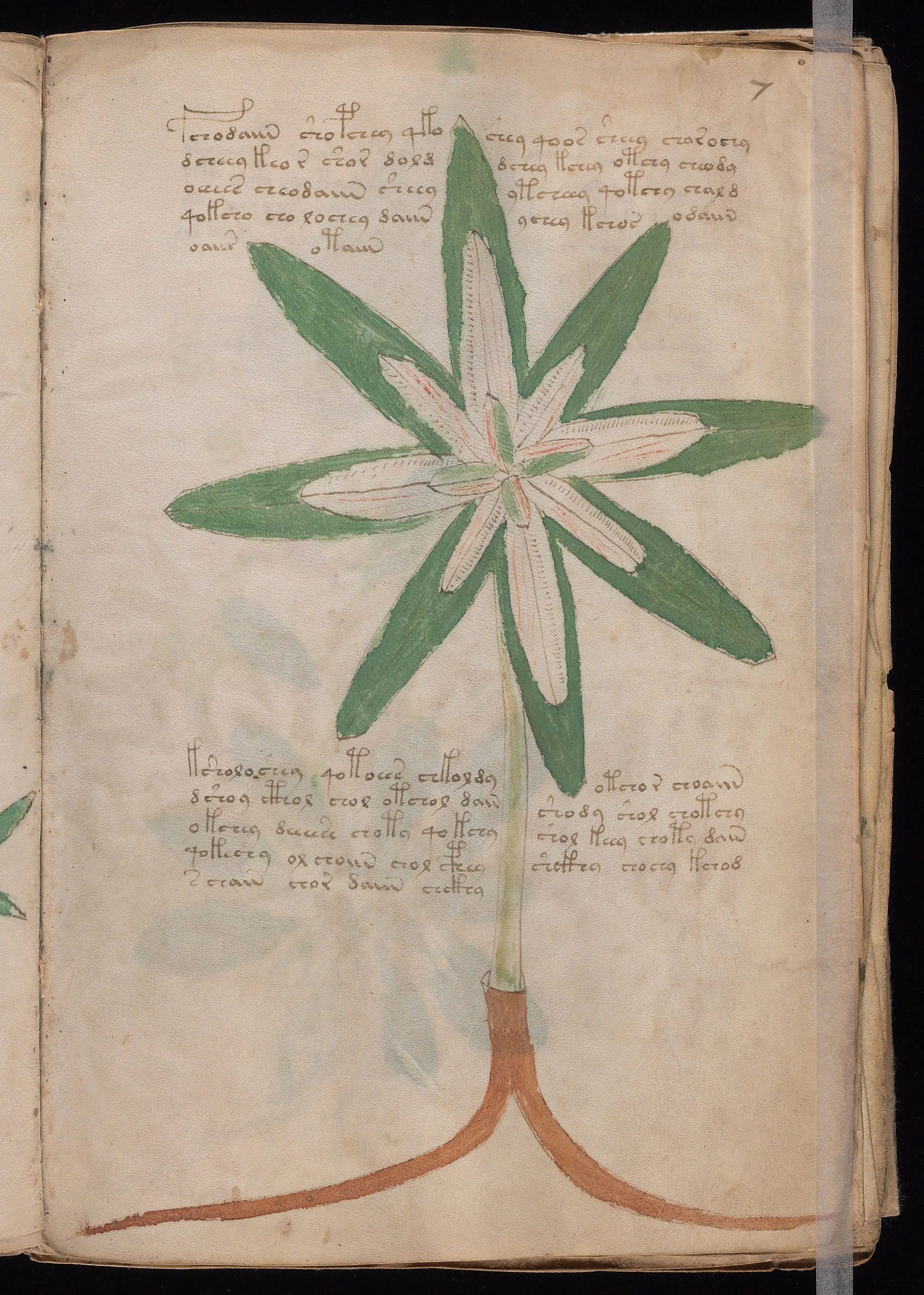 Folio f7r
