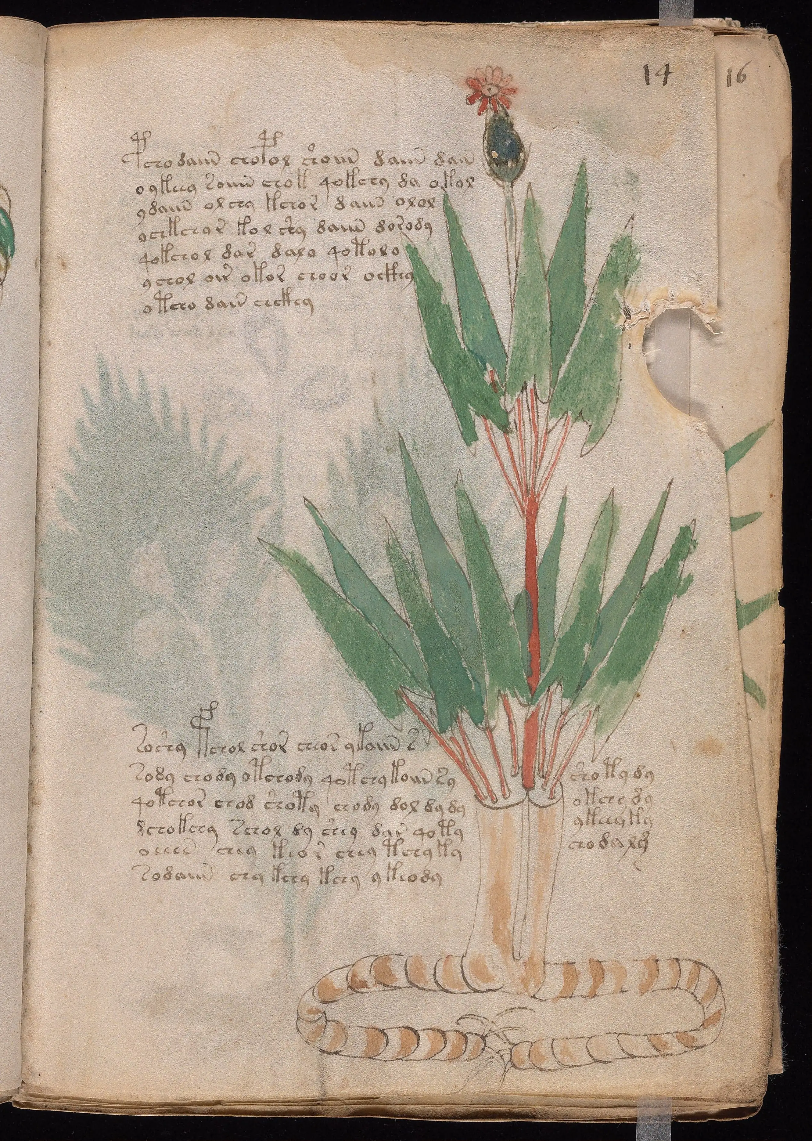 Folio f14r