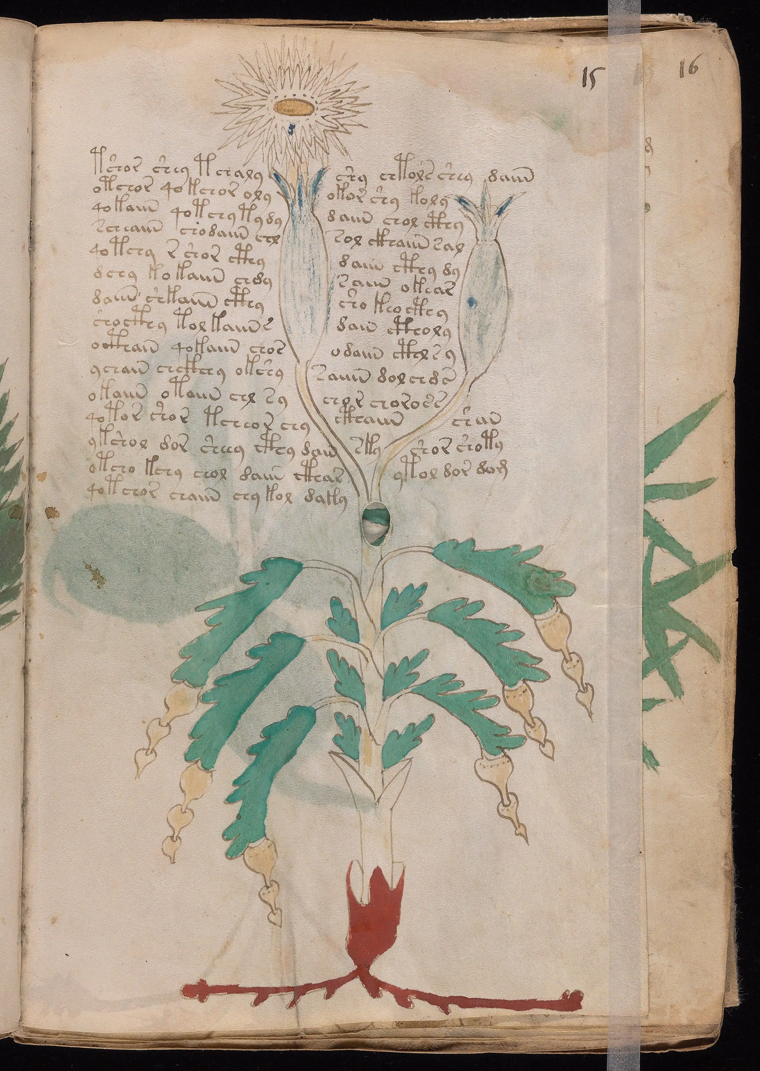 Folio f15r
