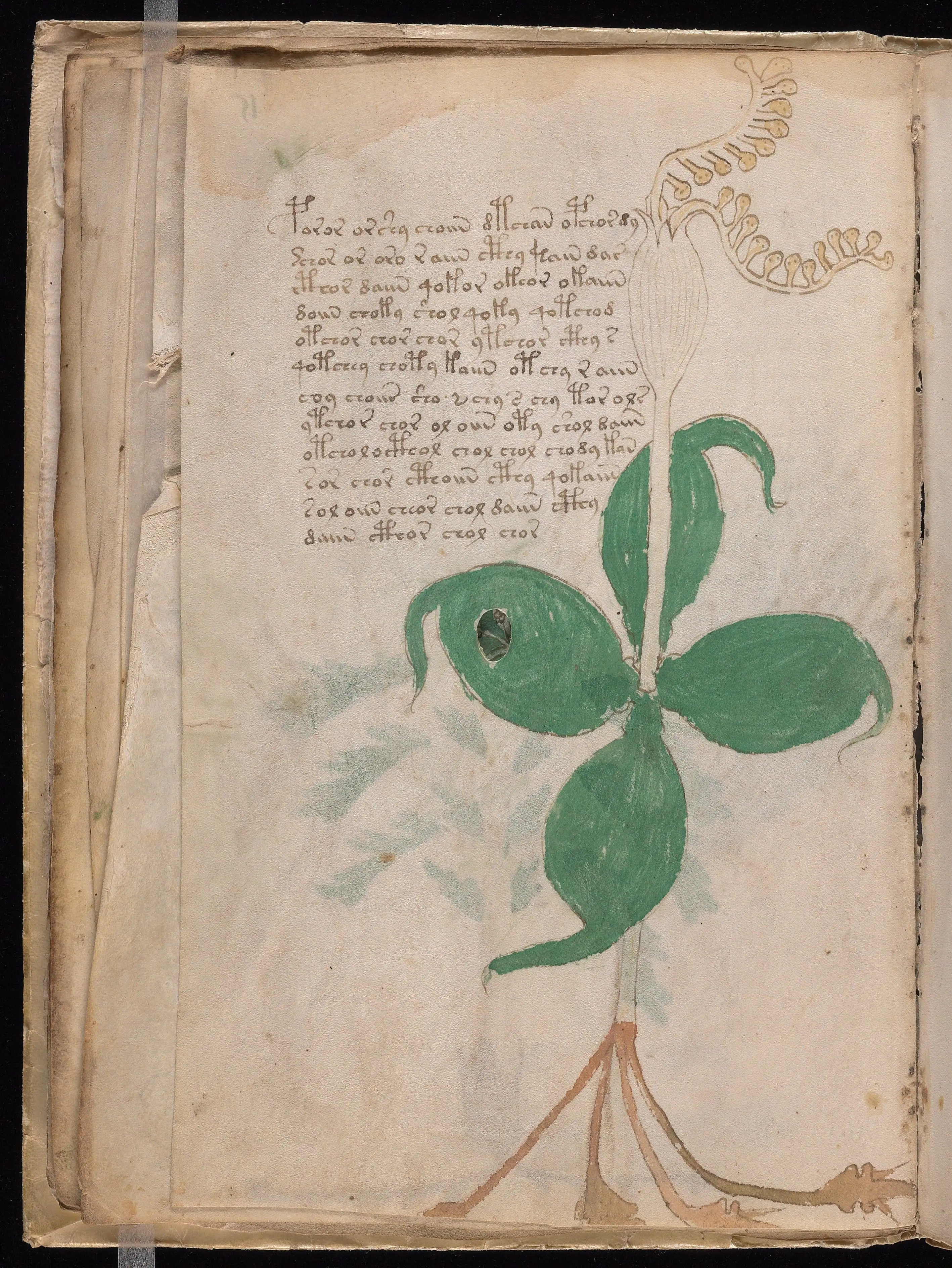 Folio f15v