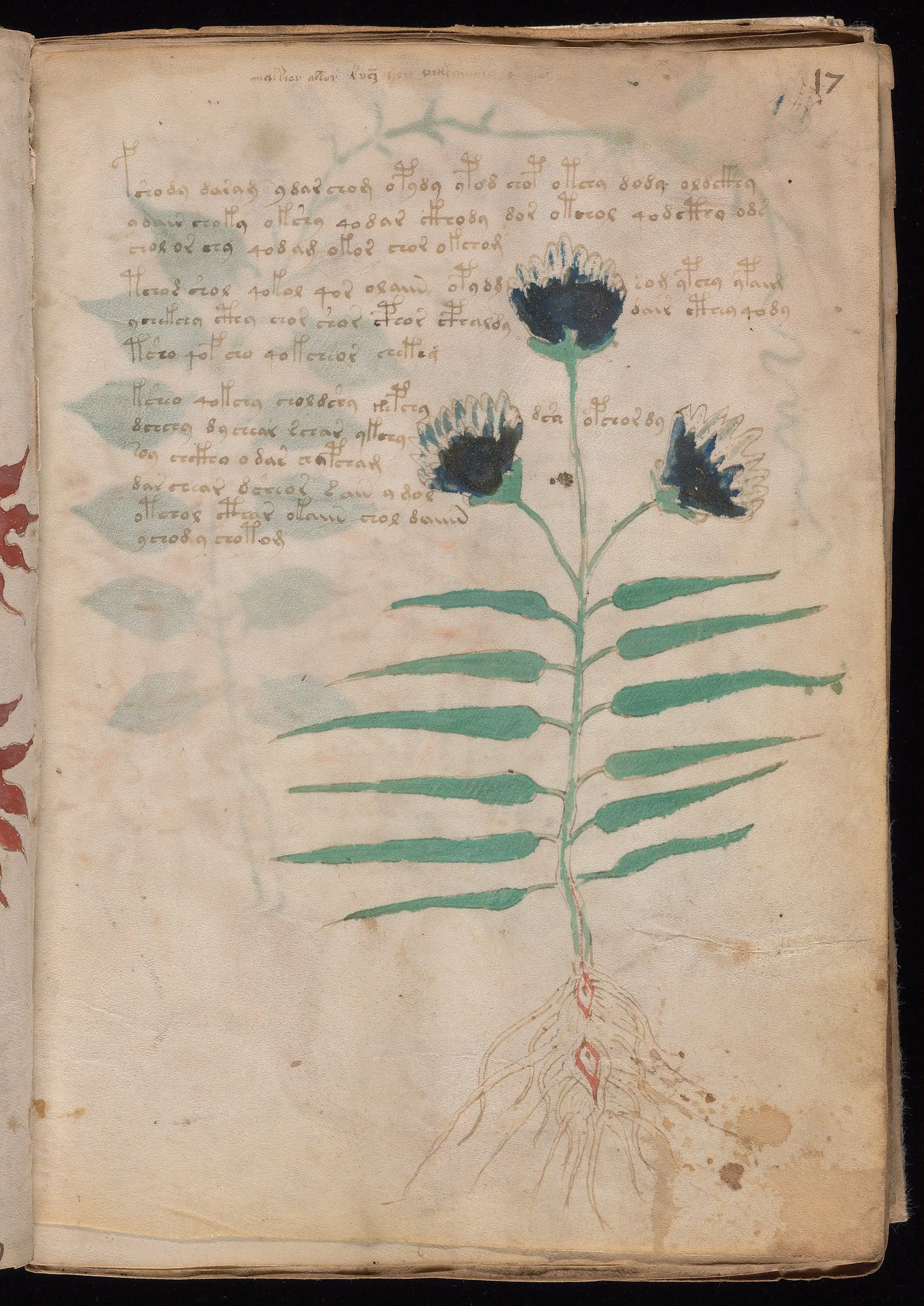 Folio f17r