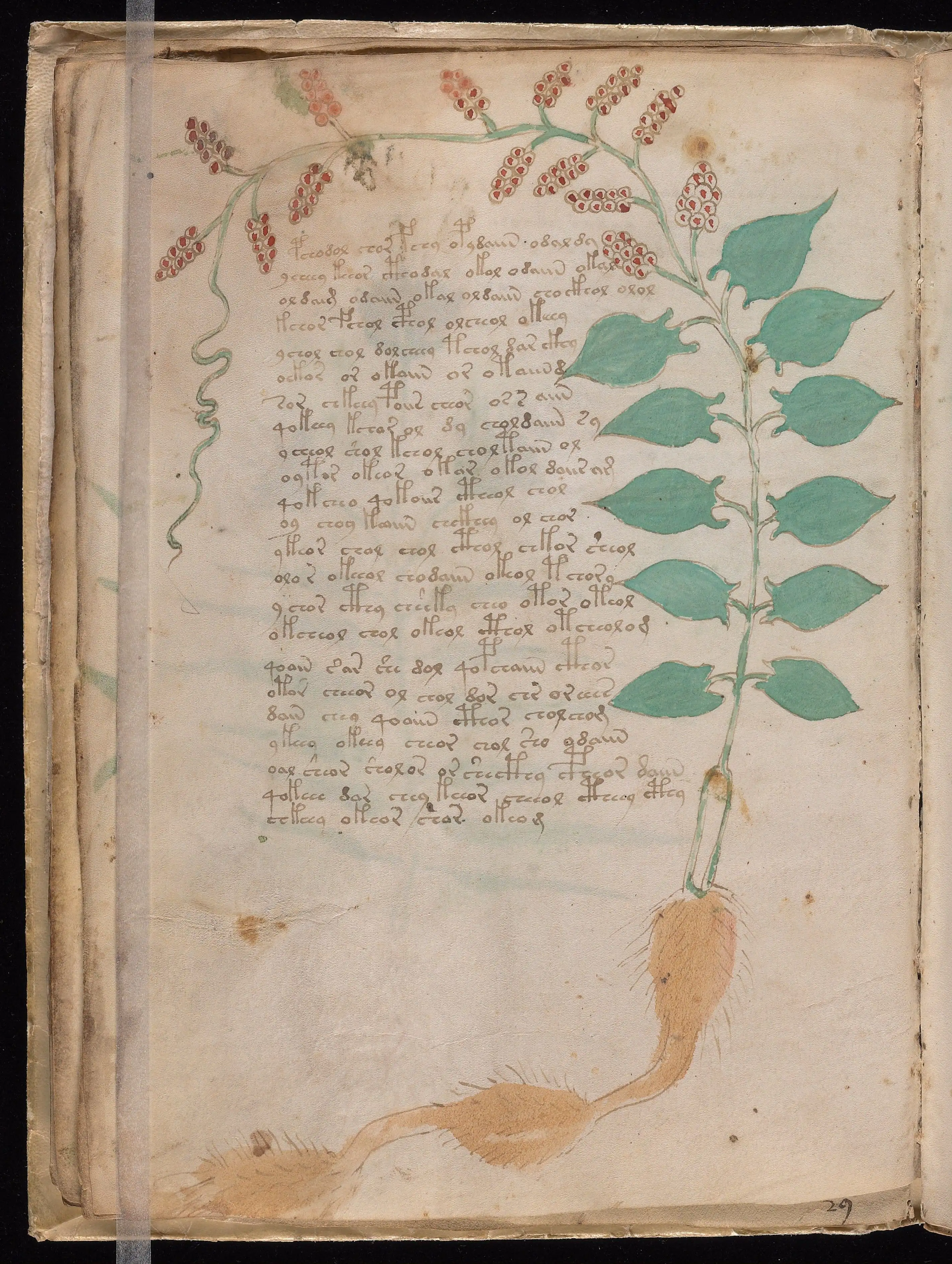 Folio f17v