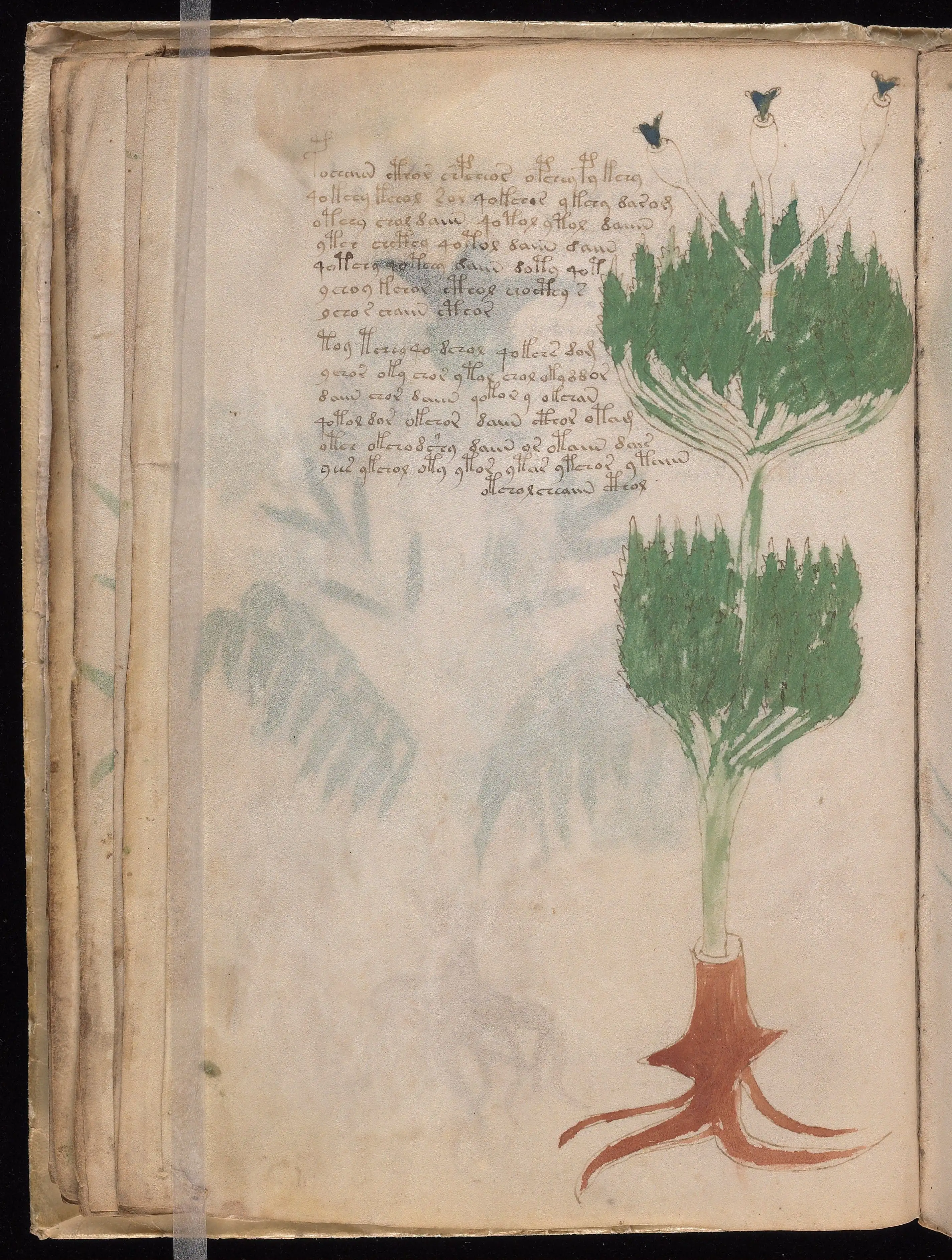 Folio f19v