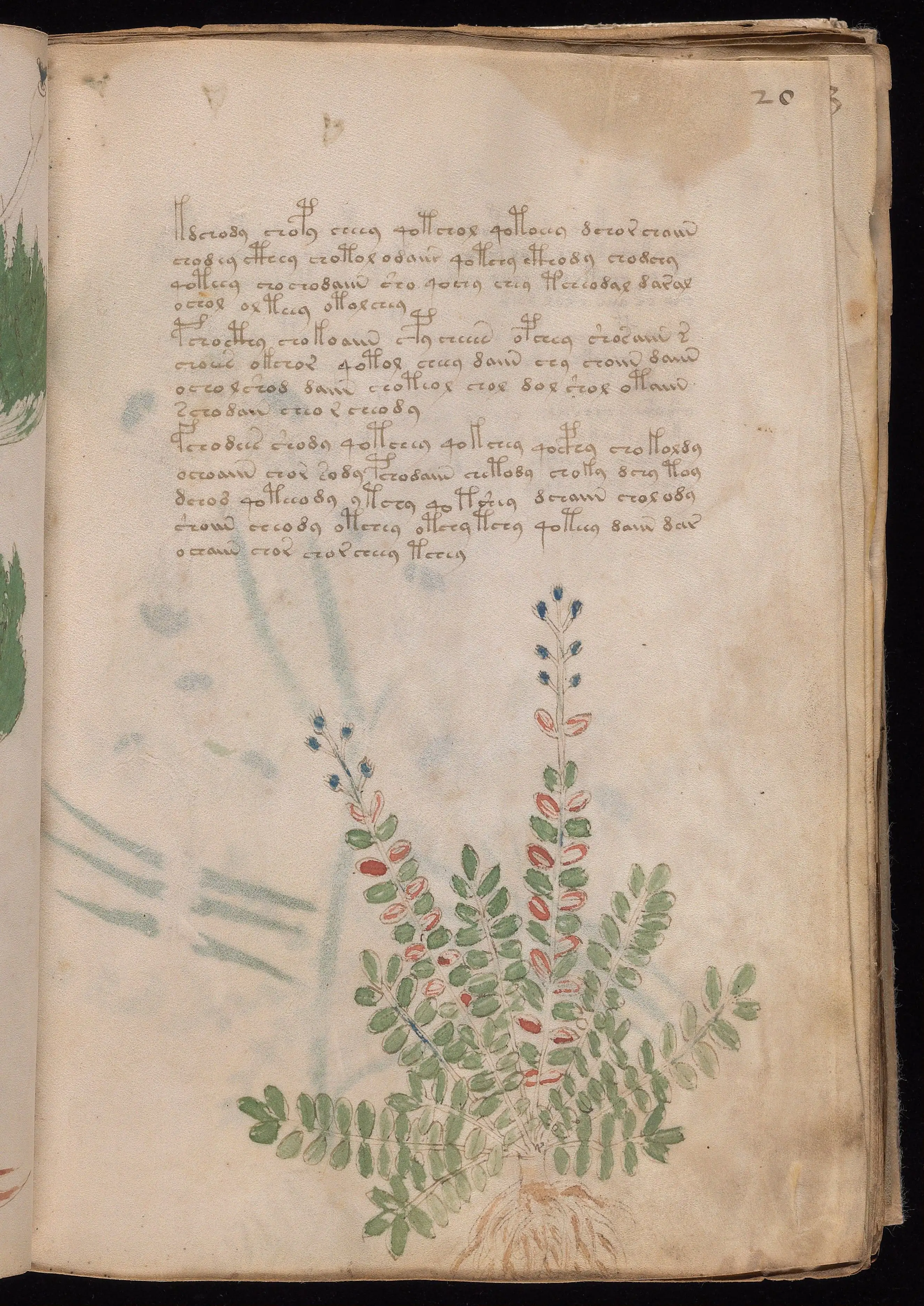 Folio f20r