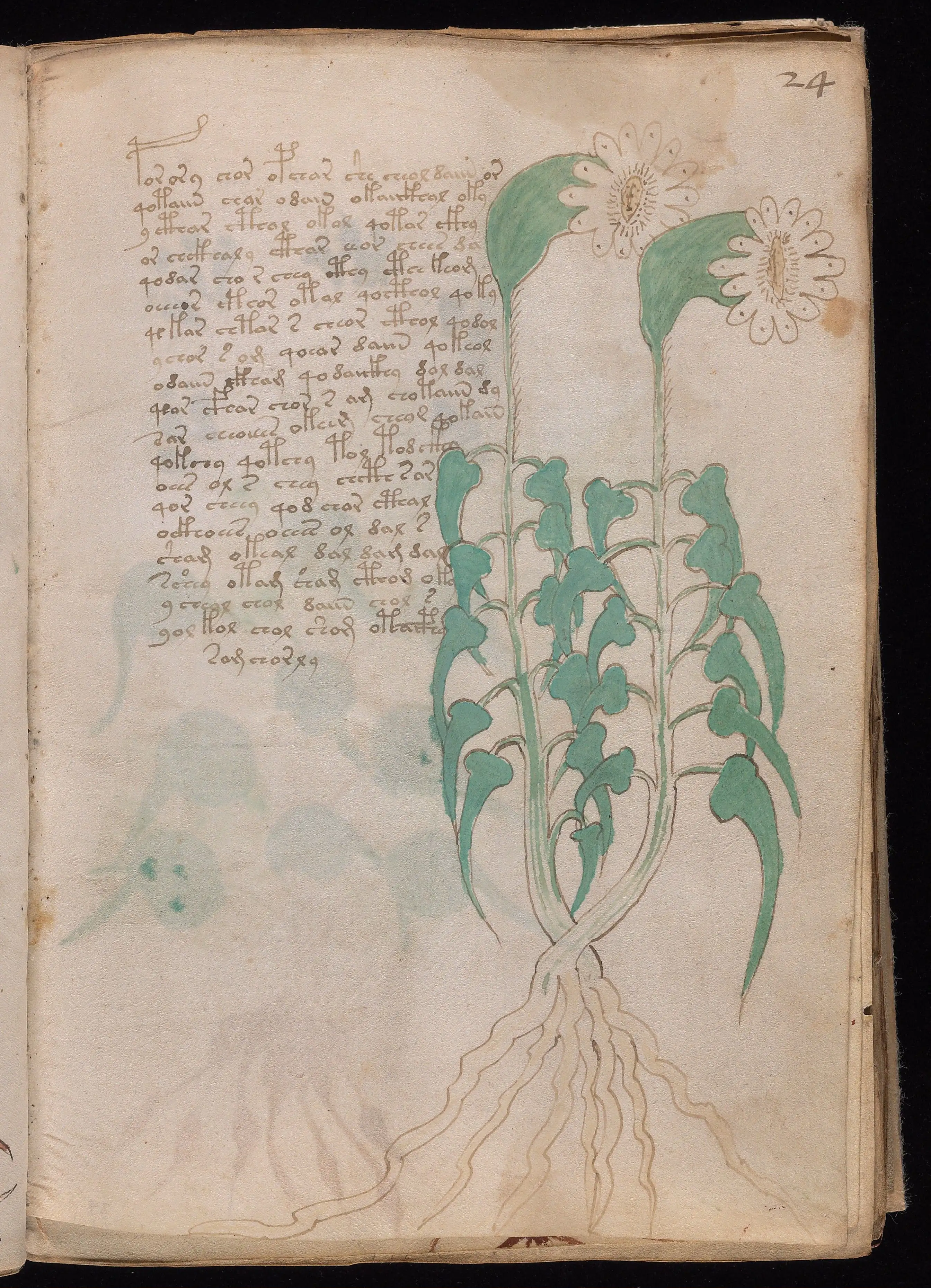 Folio f24r