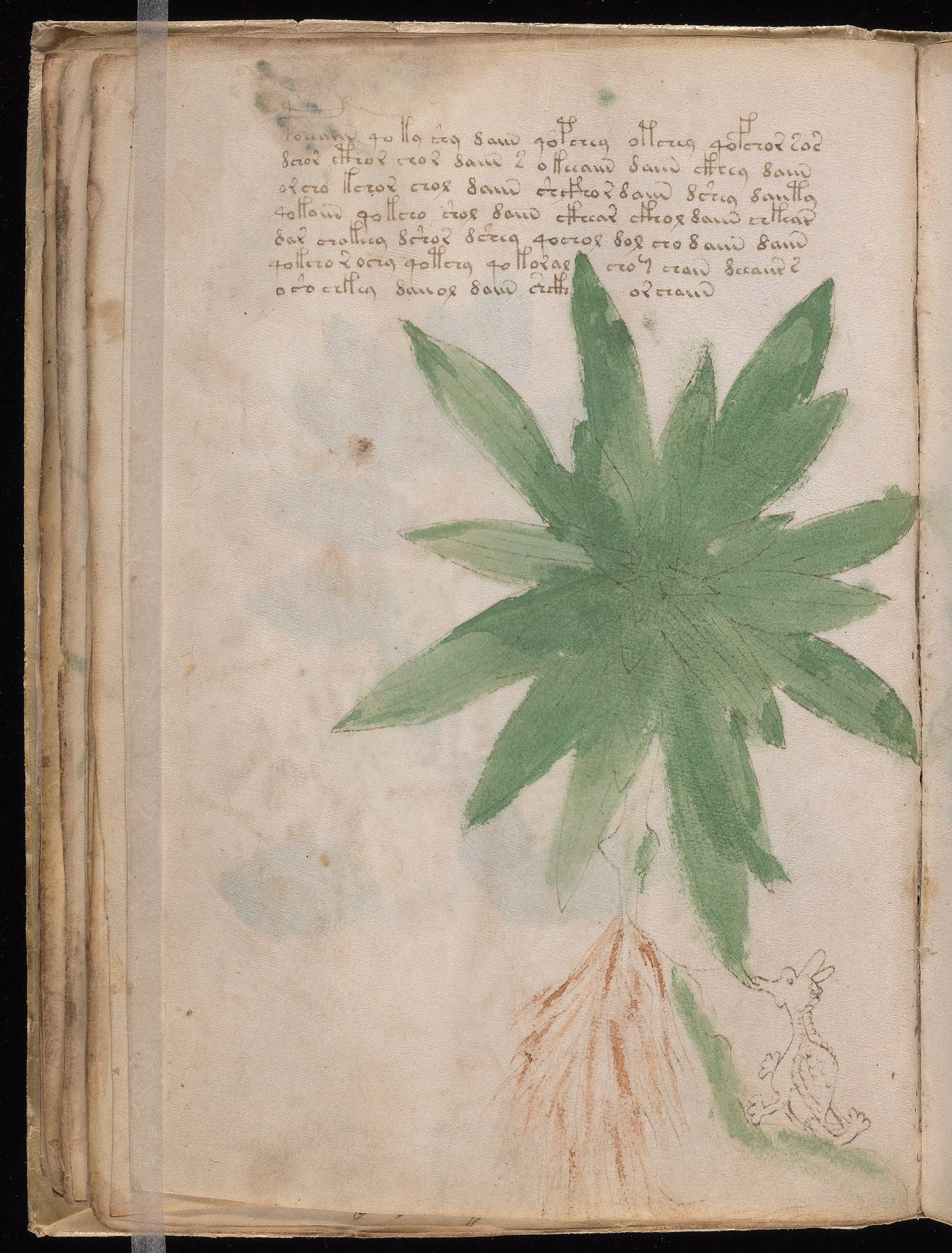 Folio f25v