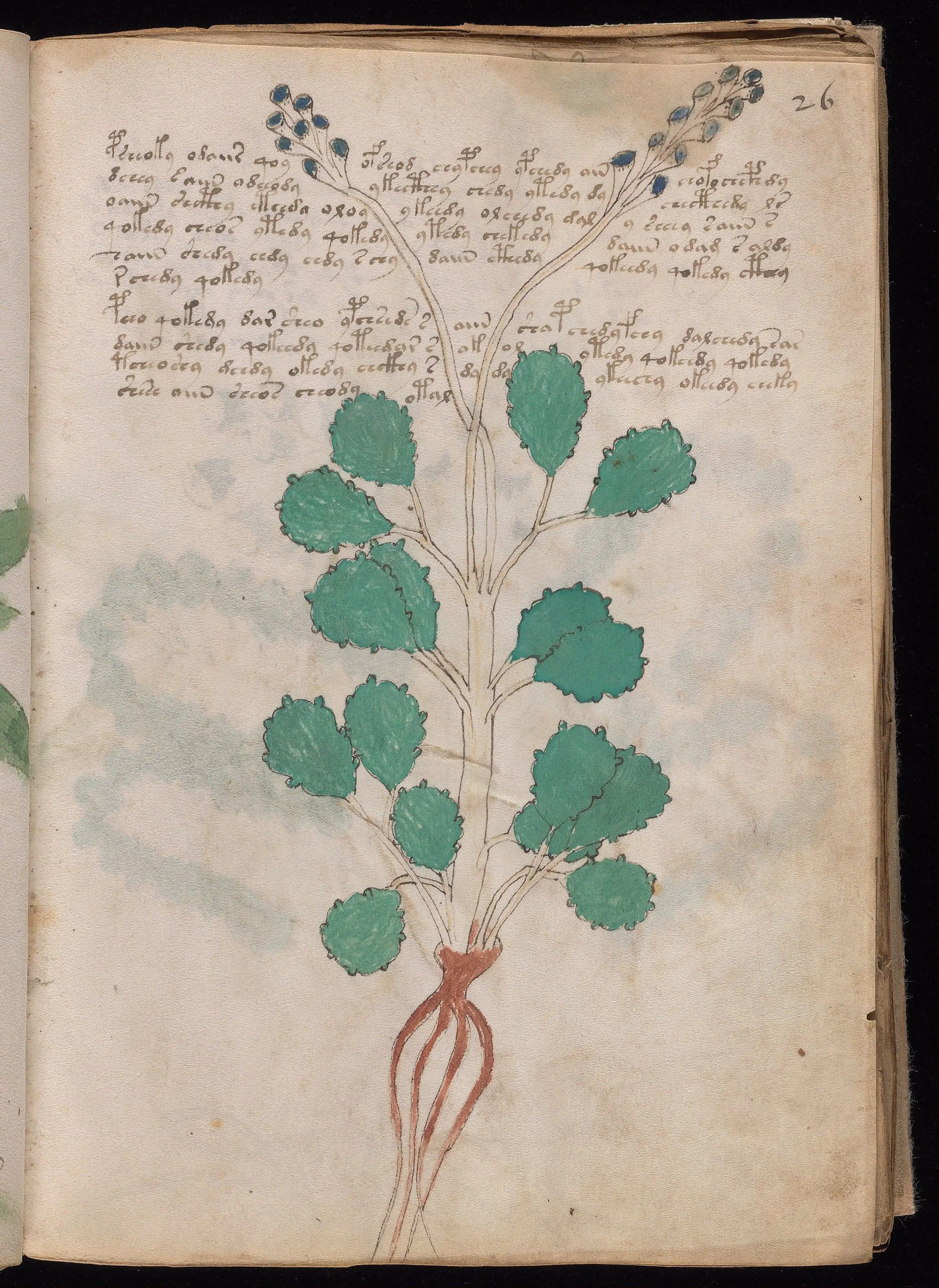 Folio f26r