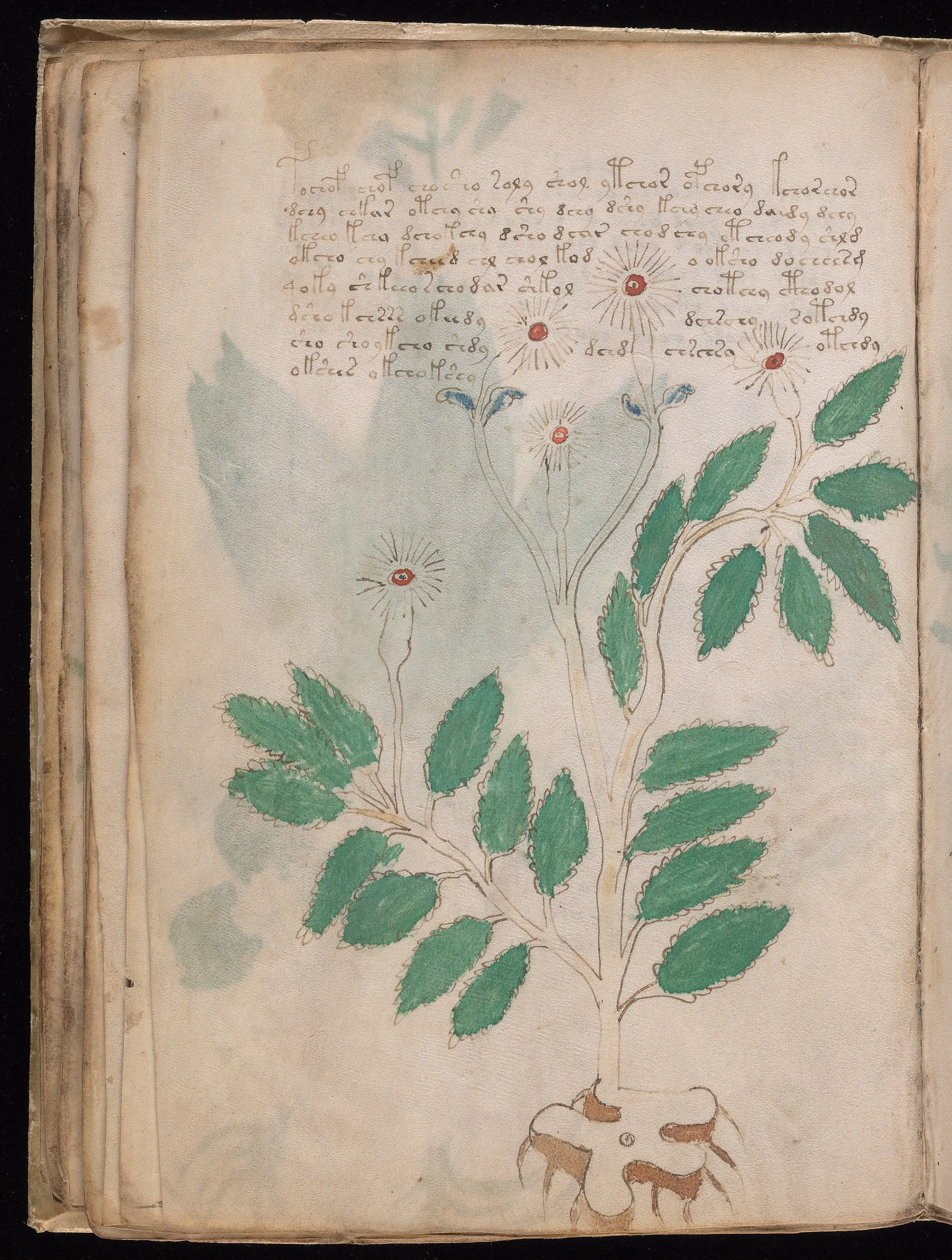 Folio f27v