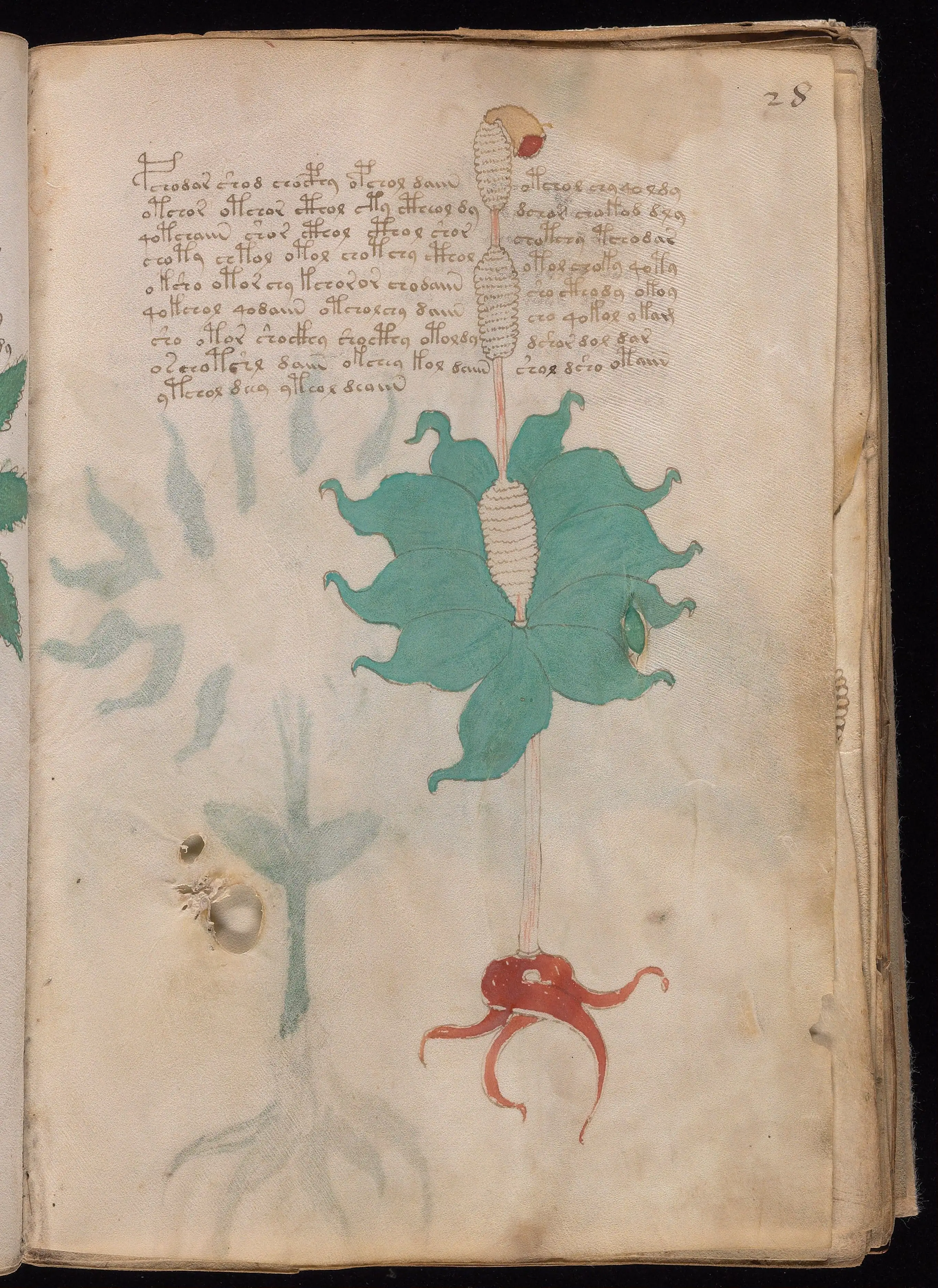 Folio f28r