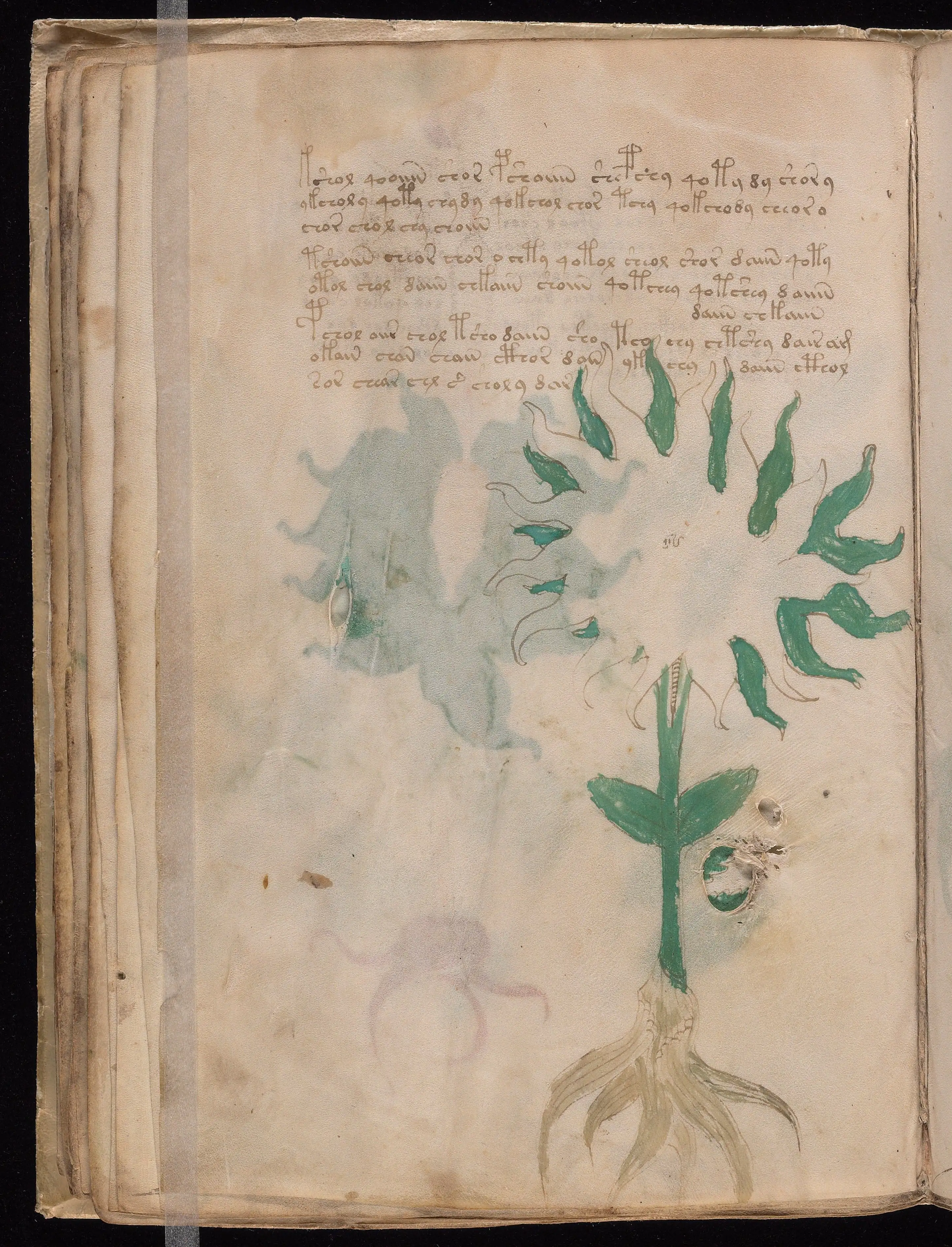 Folio f28v