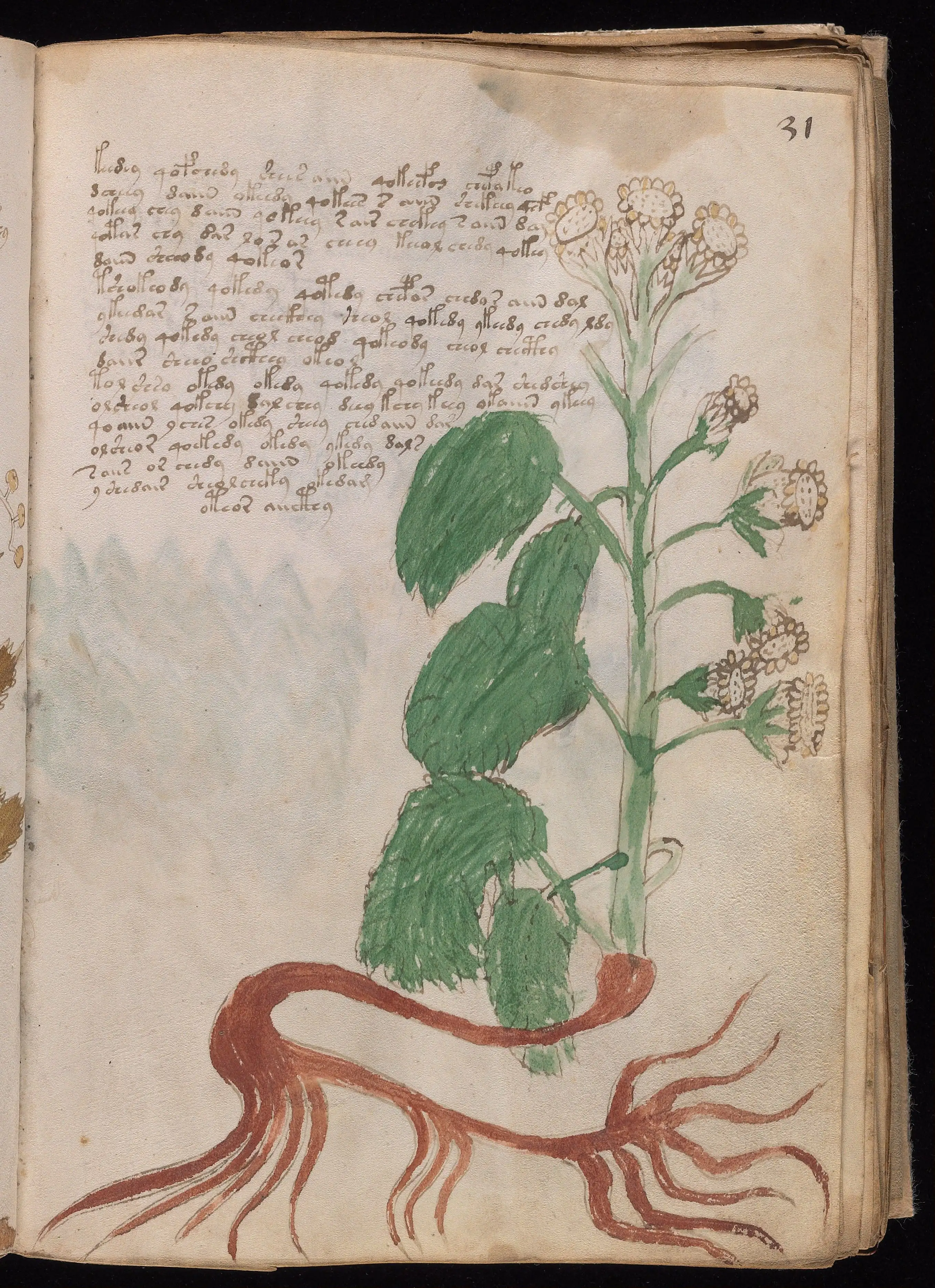 Folio f31r