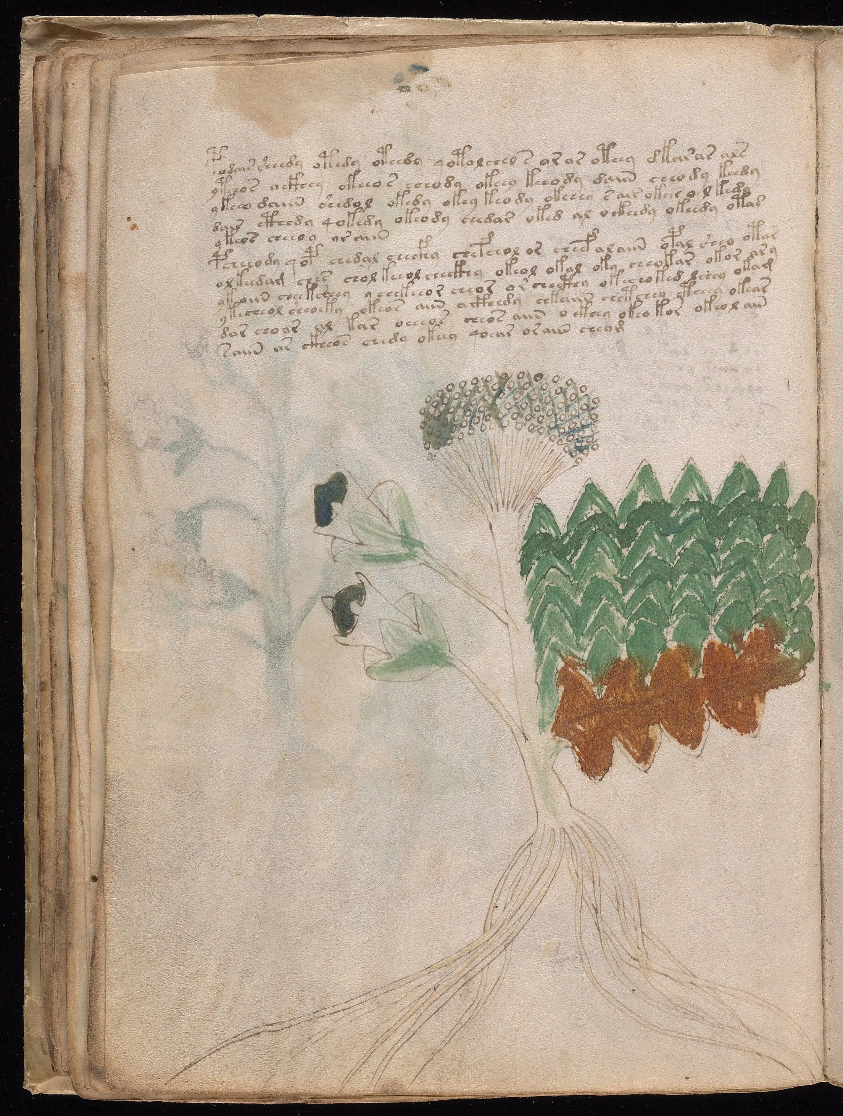 Folio f31v