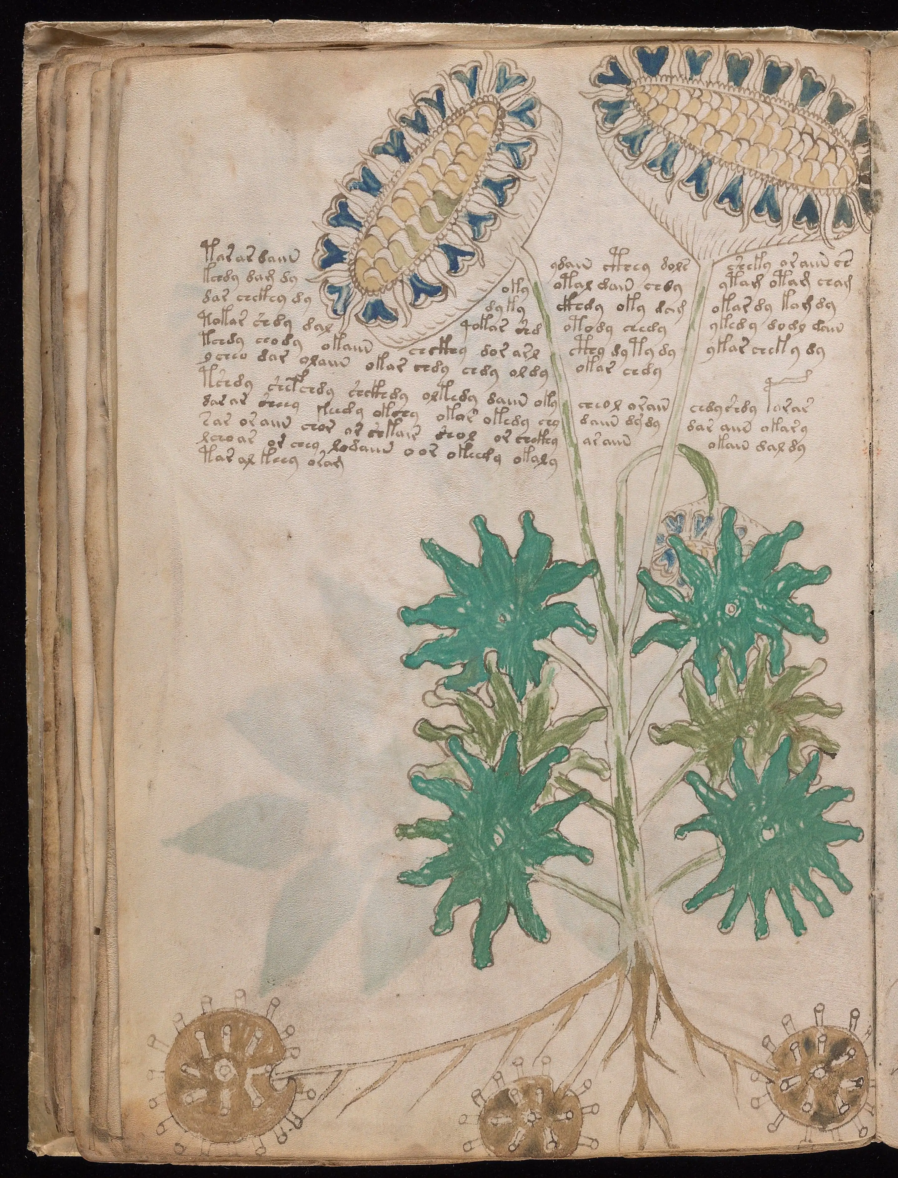 Folio f33v