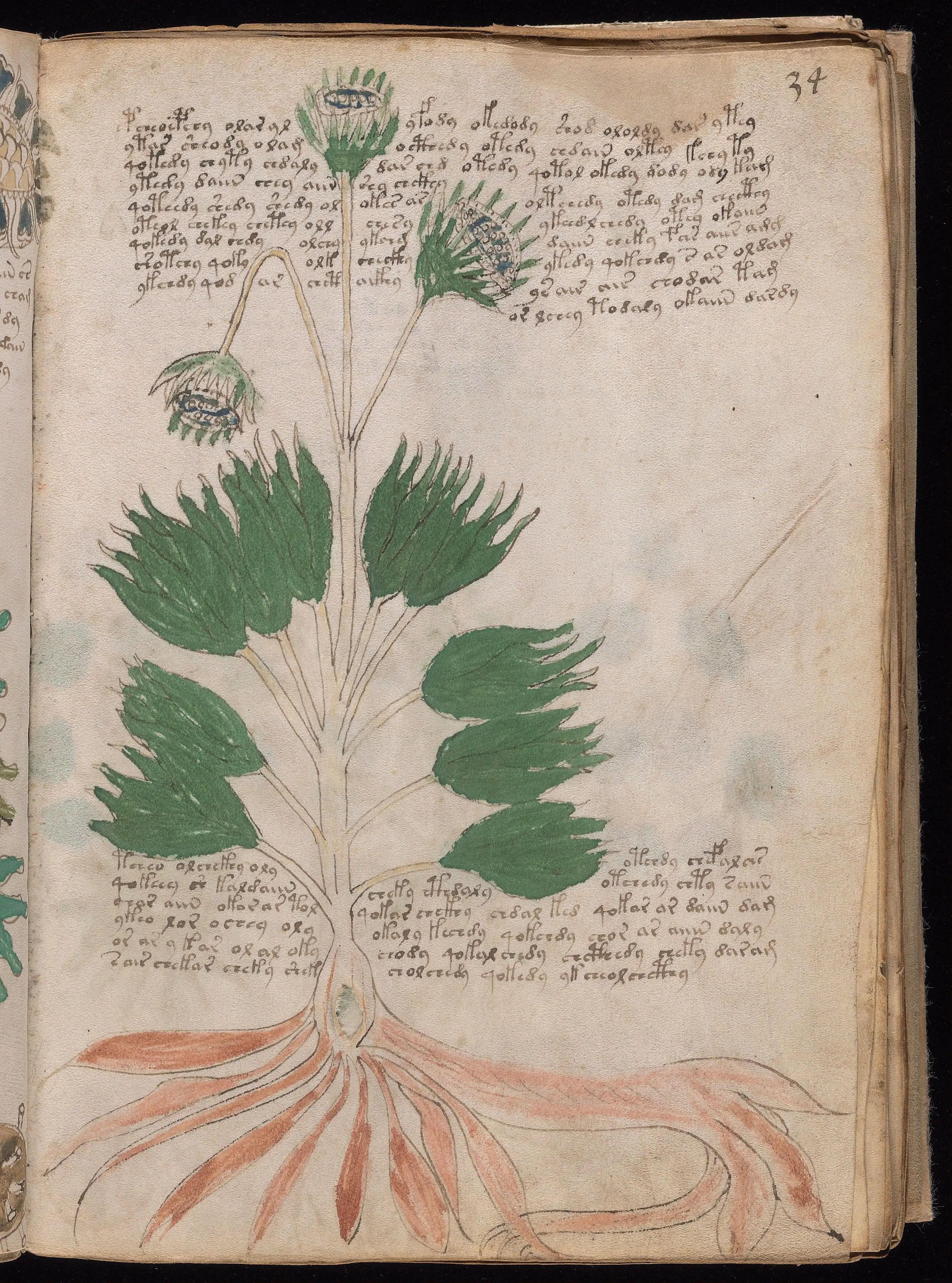 Folio f34r