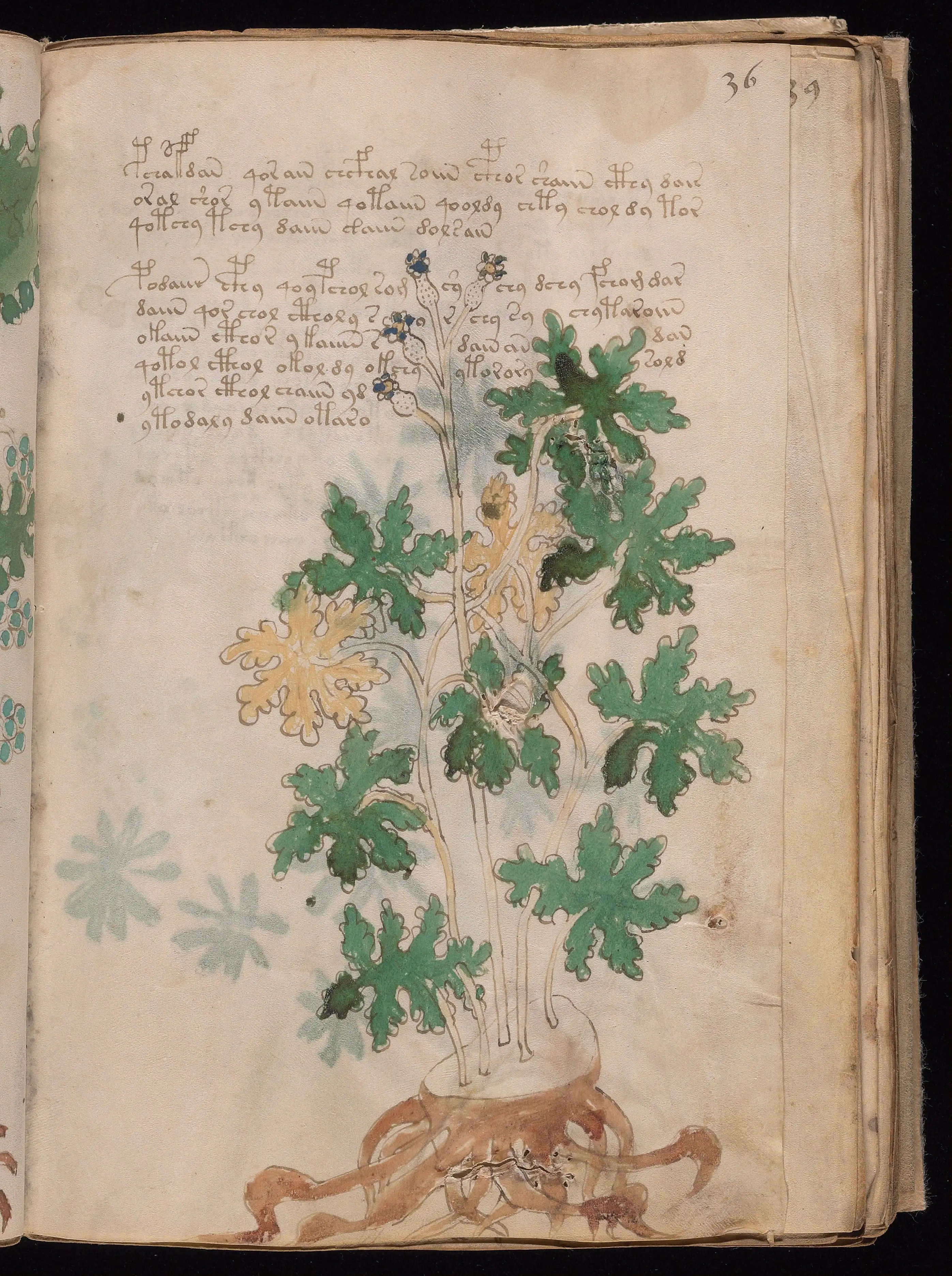 Folio f36r
