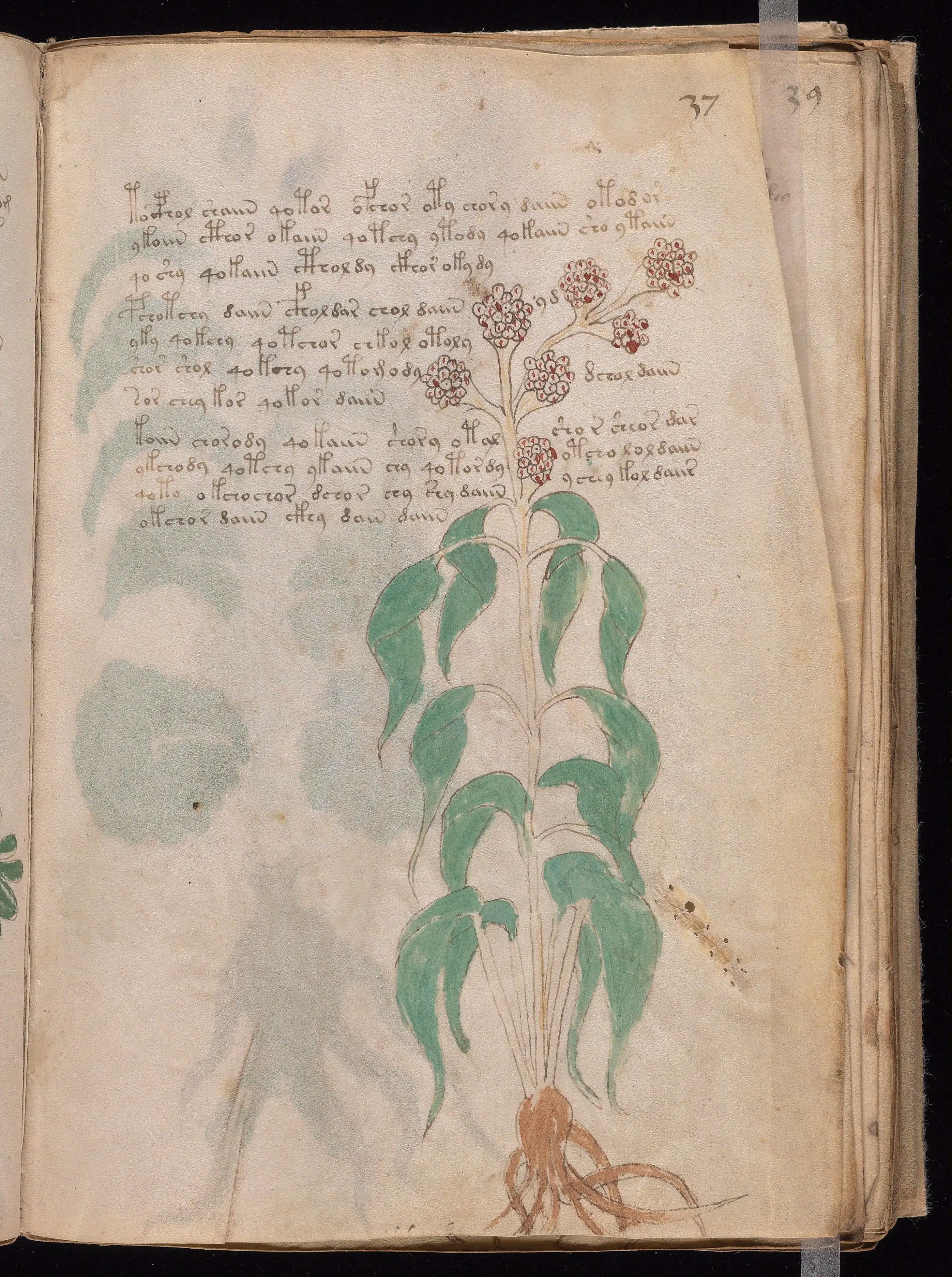 Folio f37r