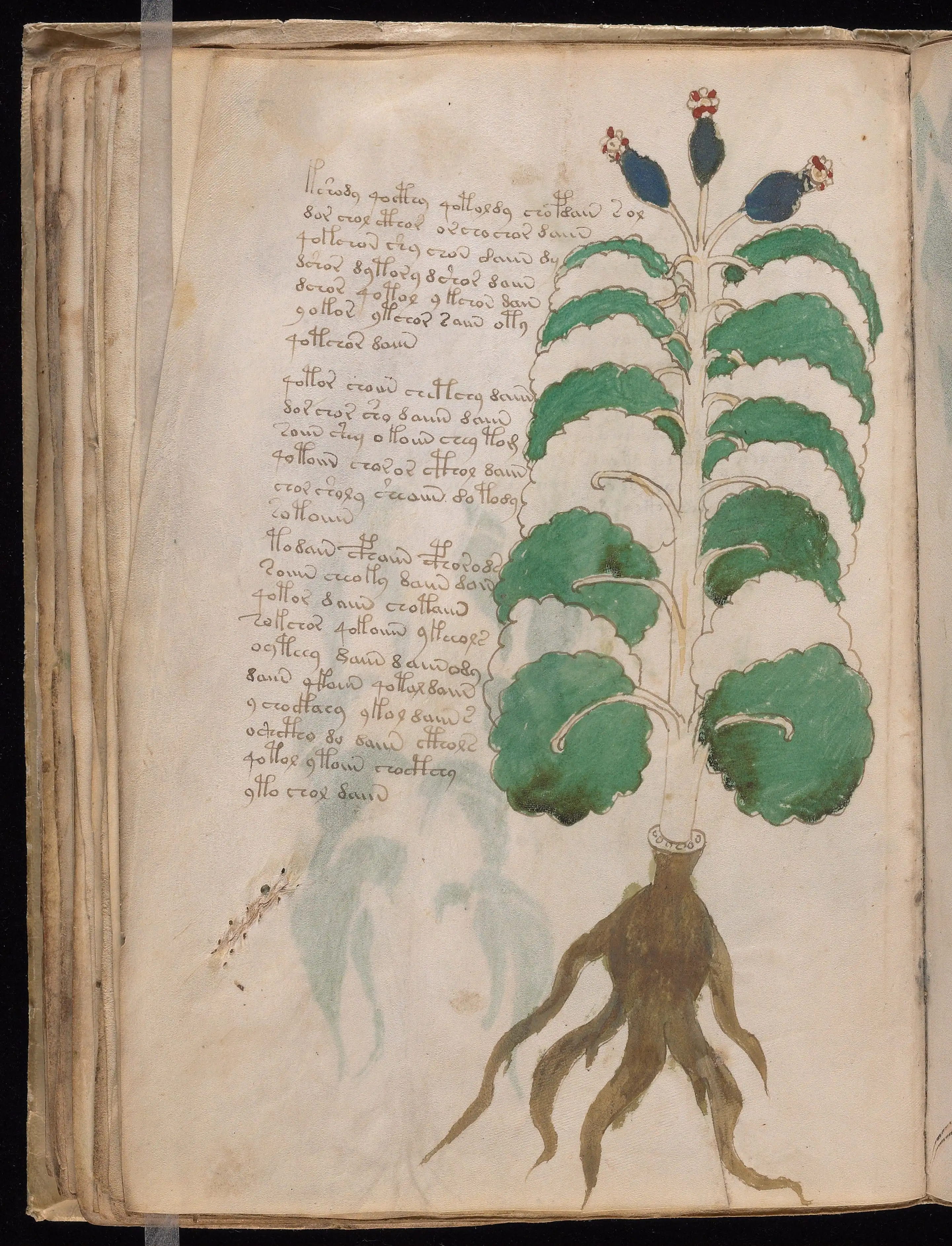 Folio f37v