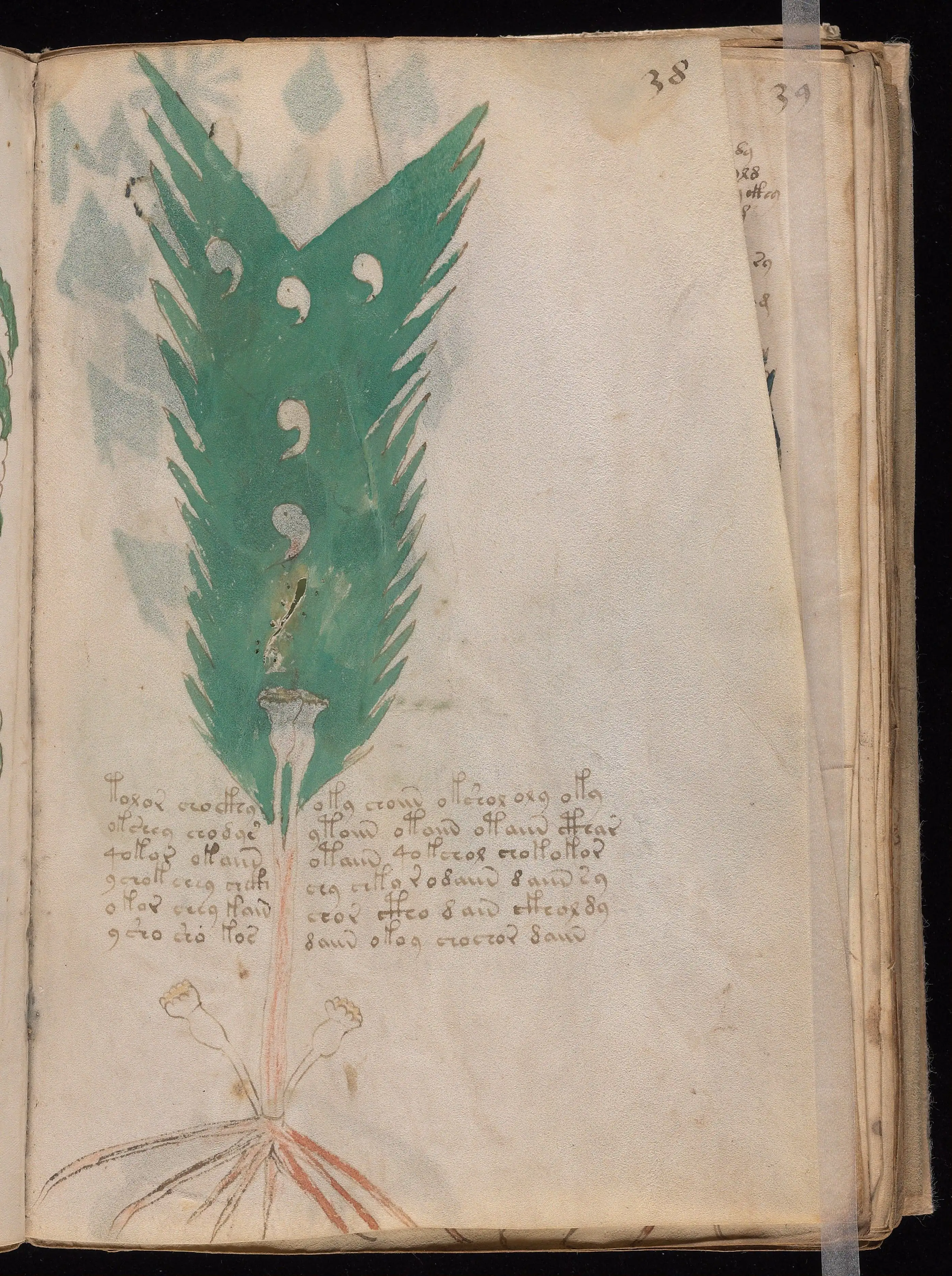 Folio f38r