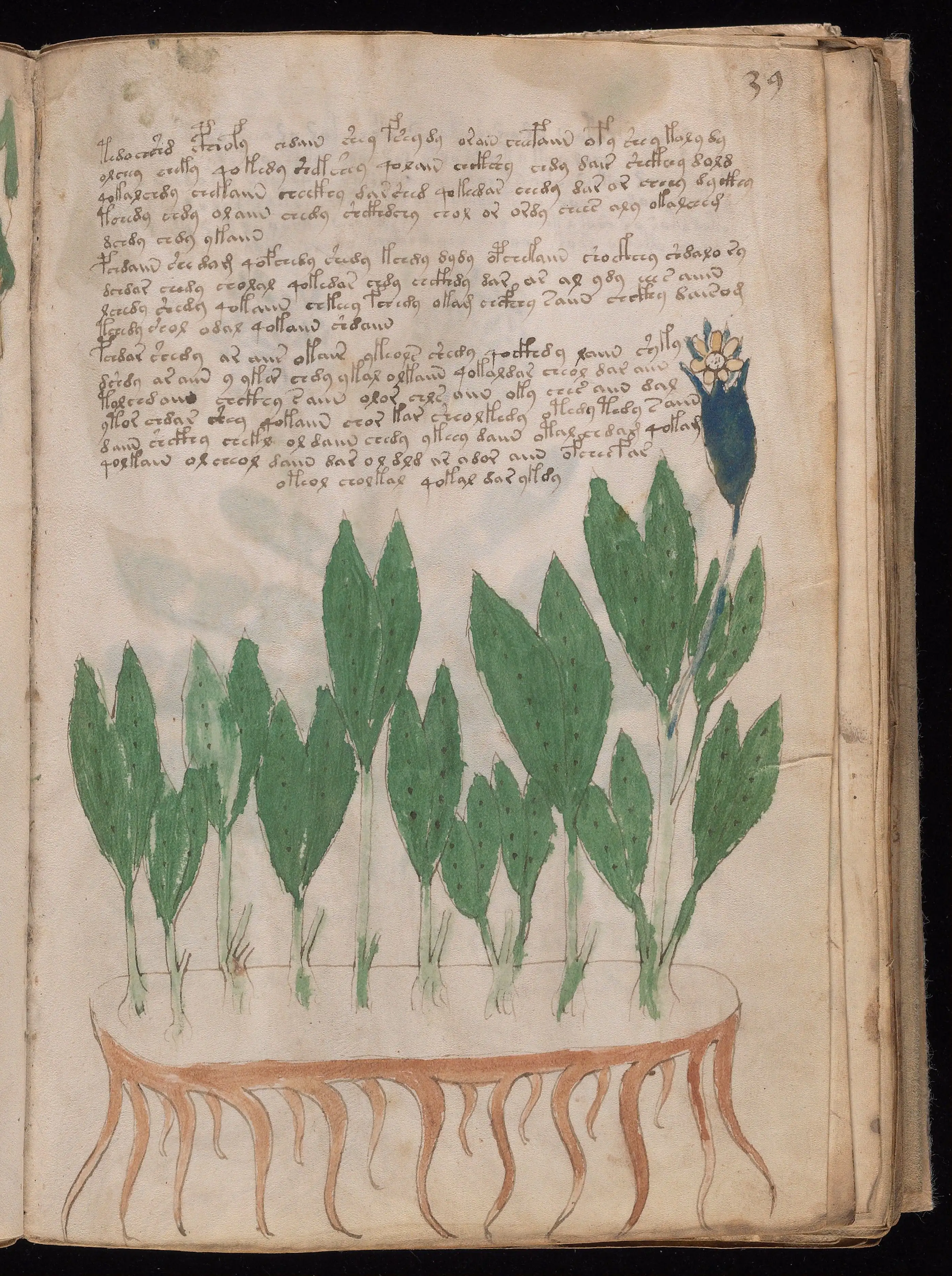 Folio f39r