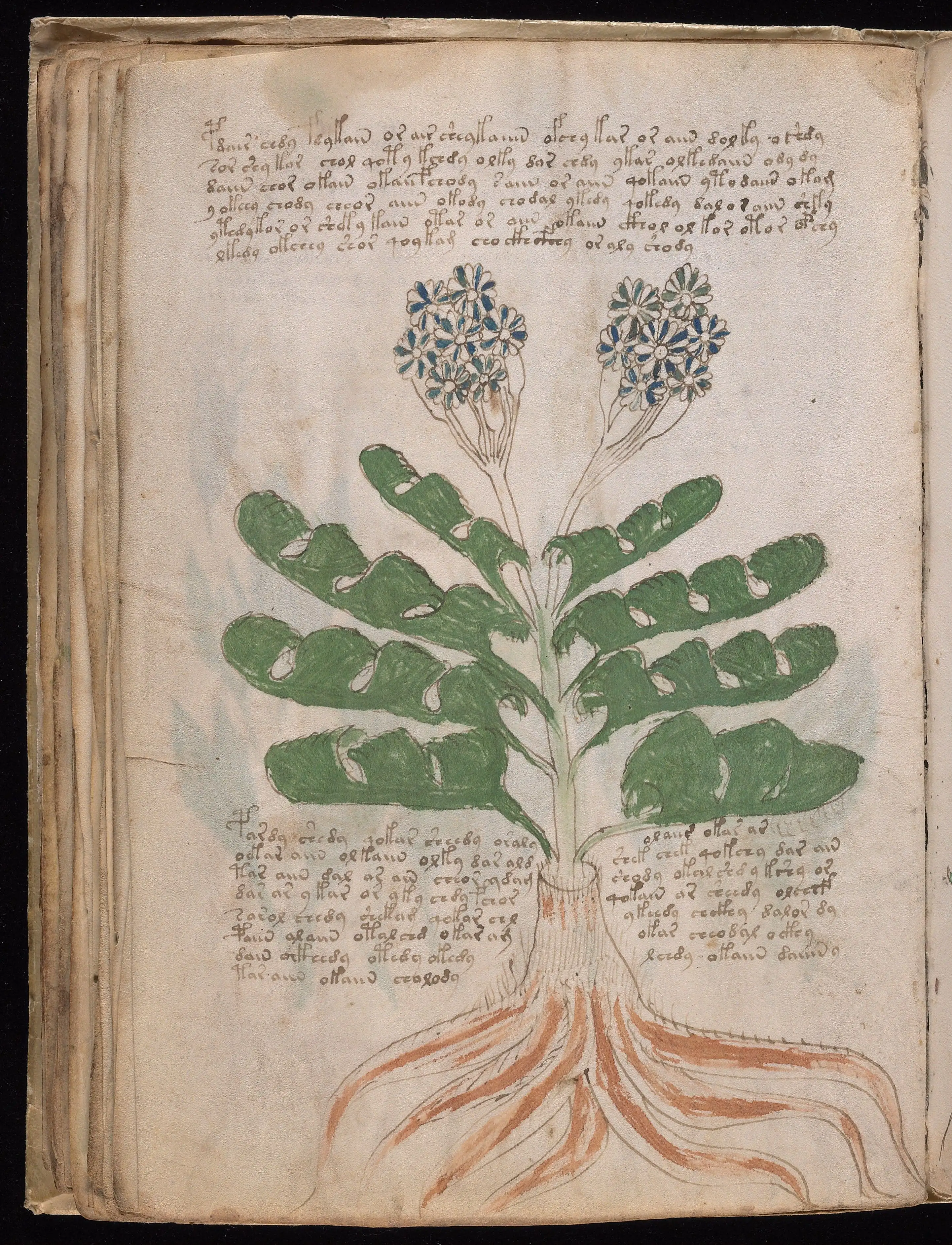 Folio f39v