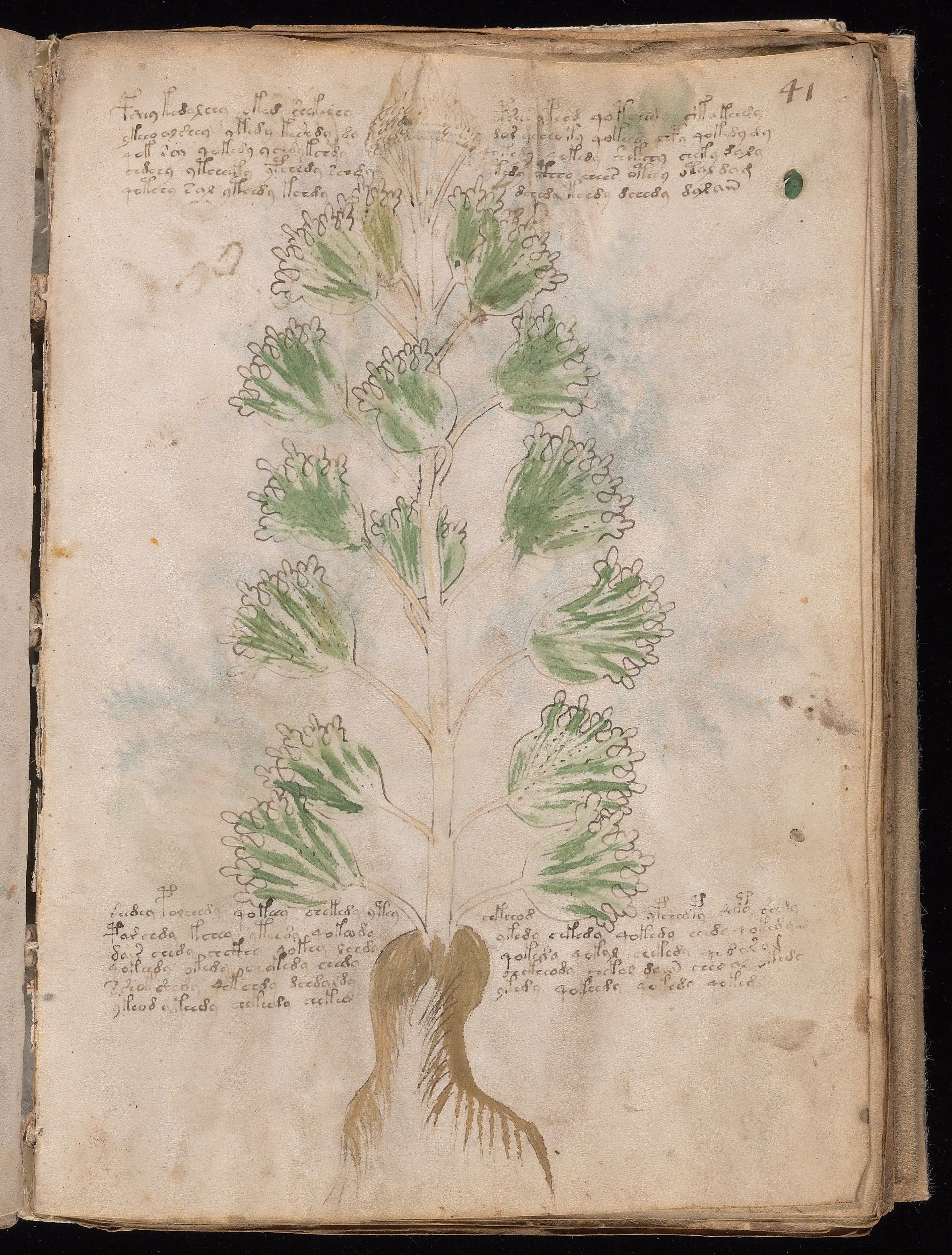 Folio f41r