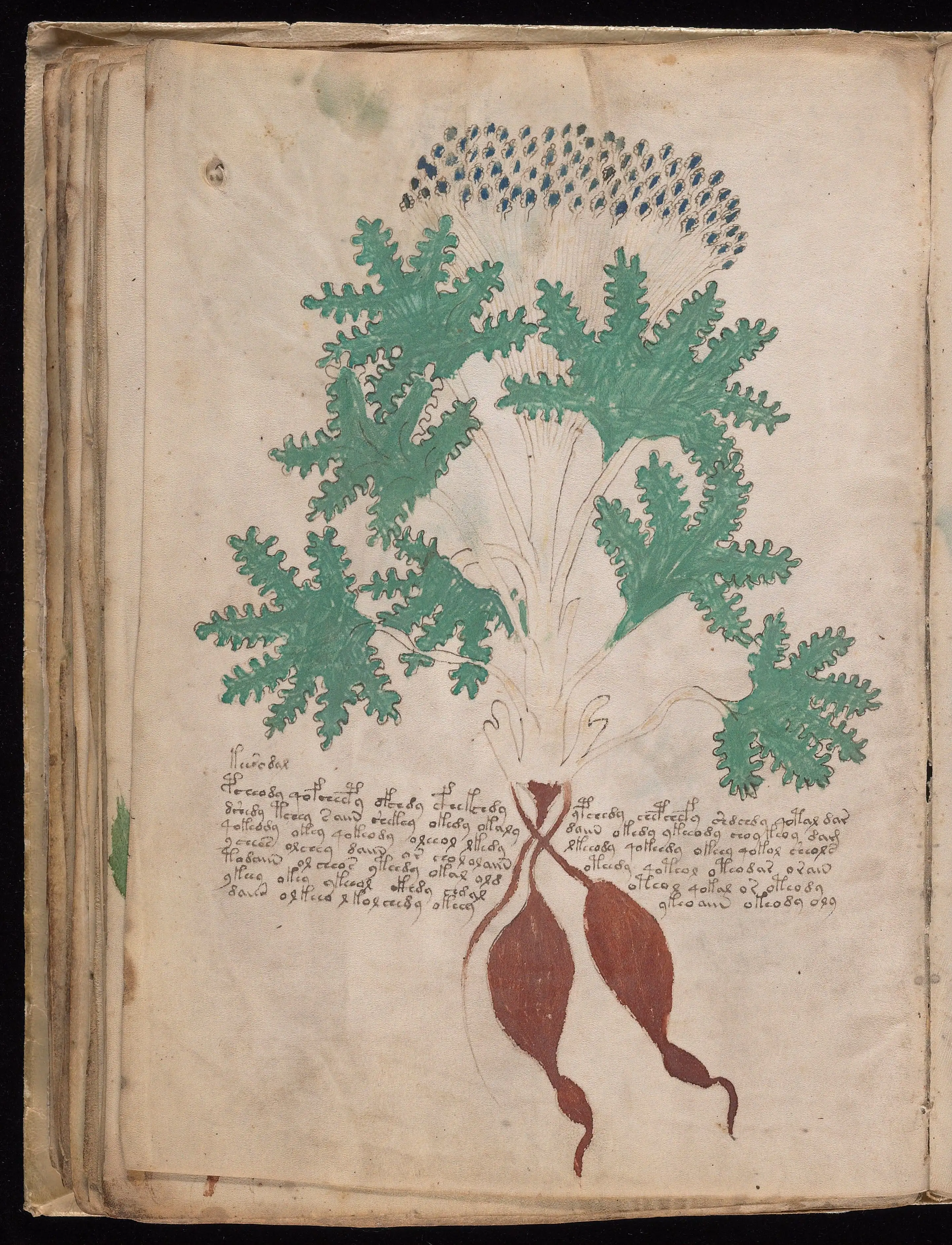 Folio f41v
