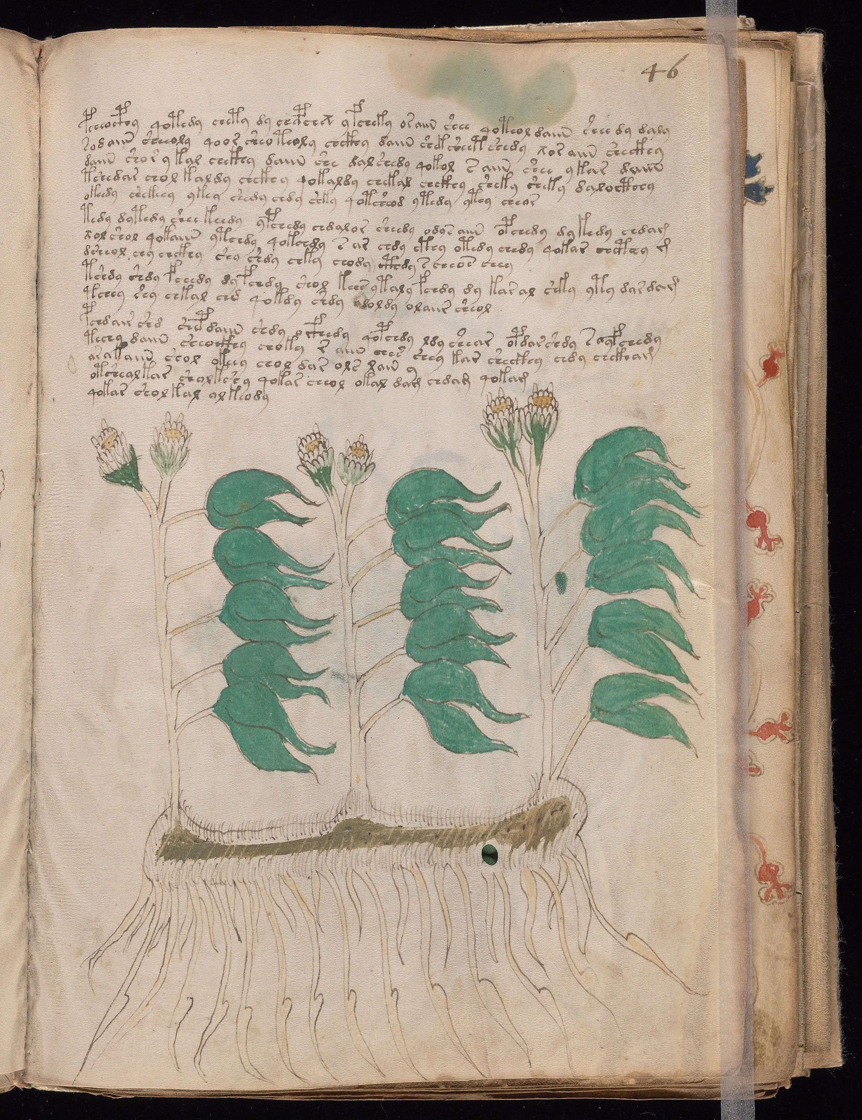 Folio f46r