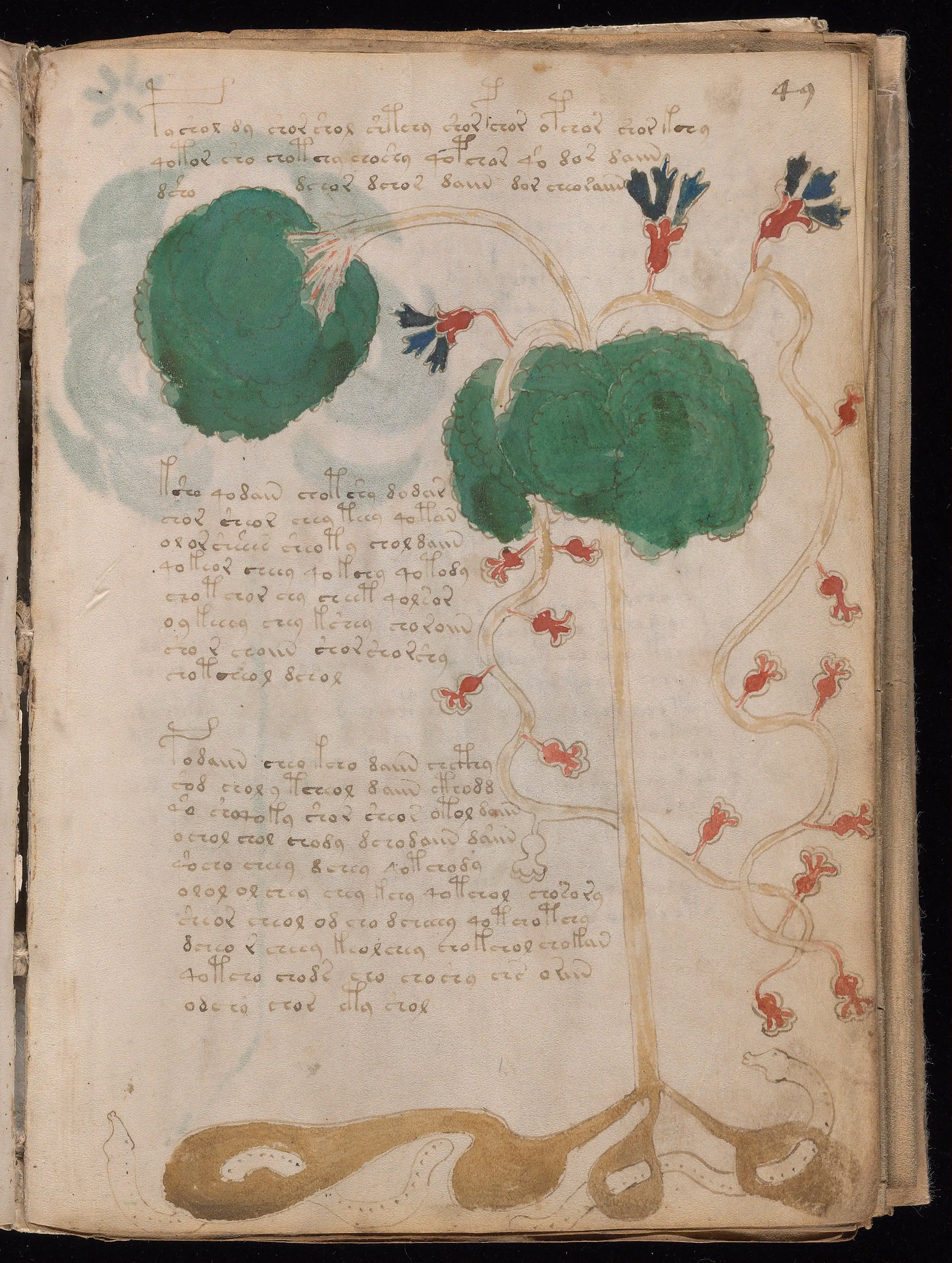 Folio f49r