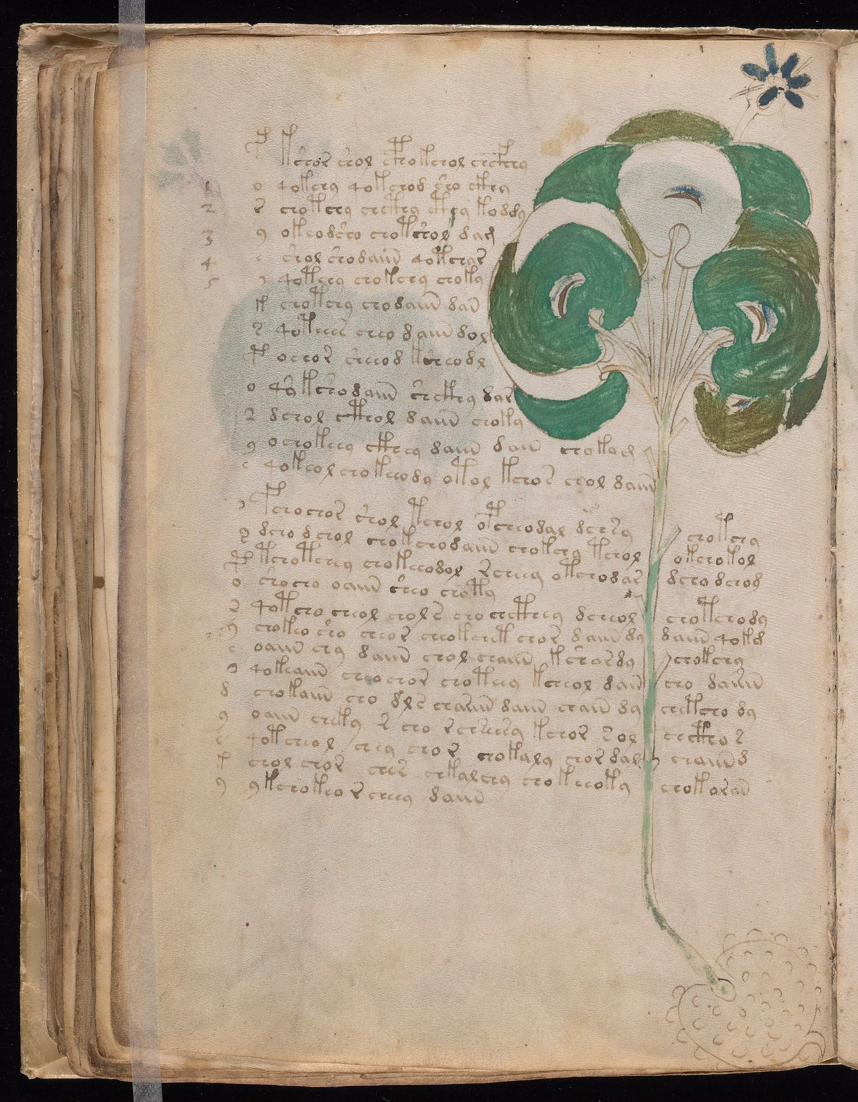 Folio f49v
