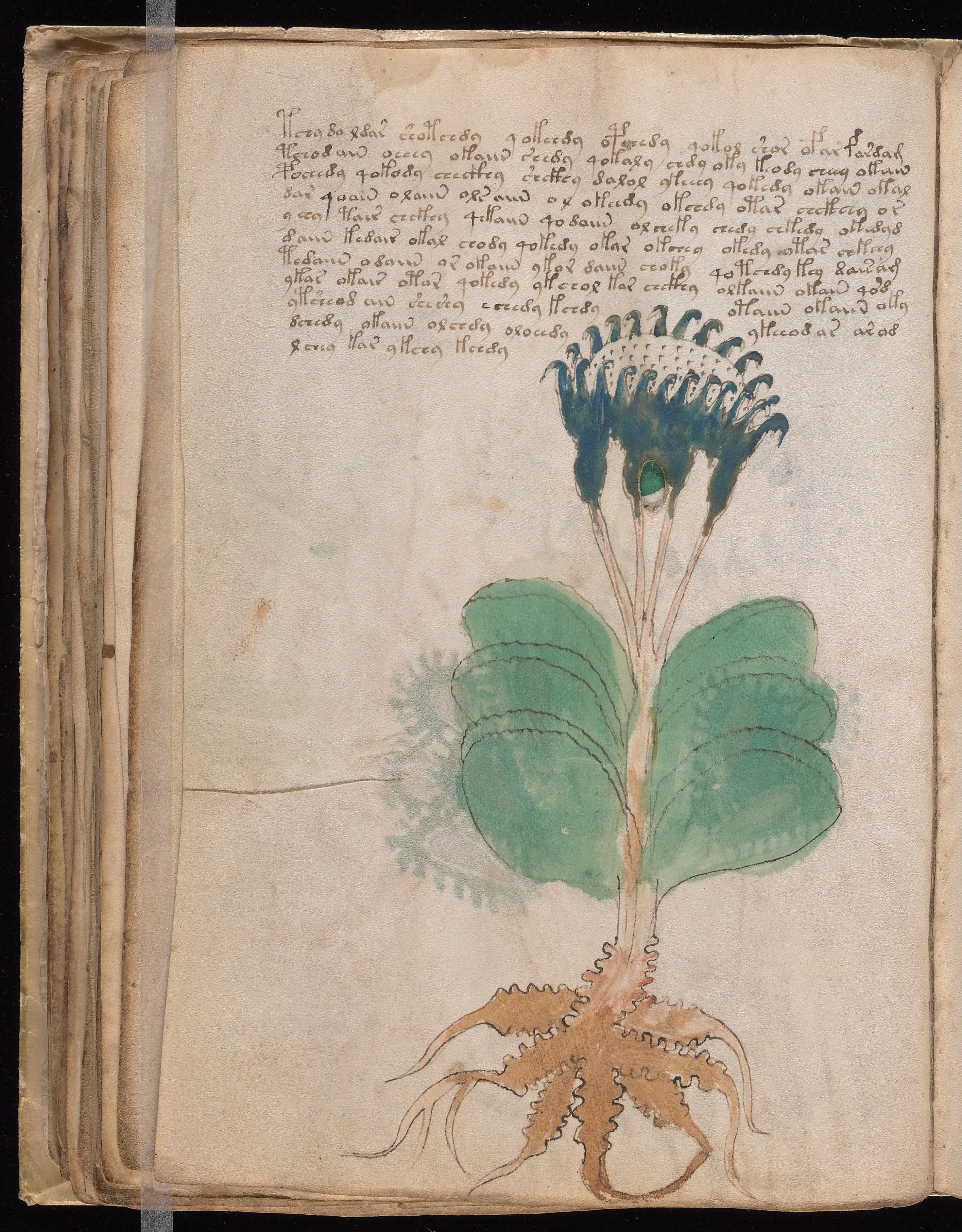 Folio f50v