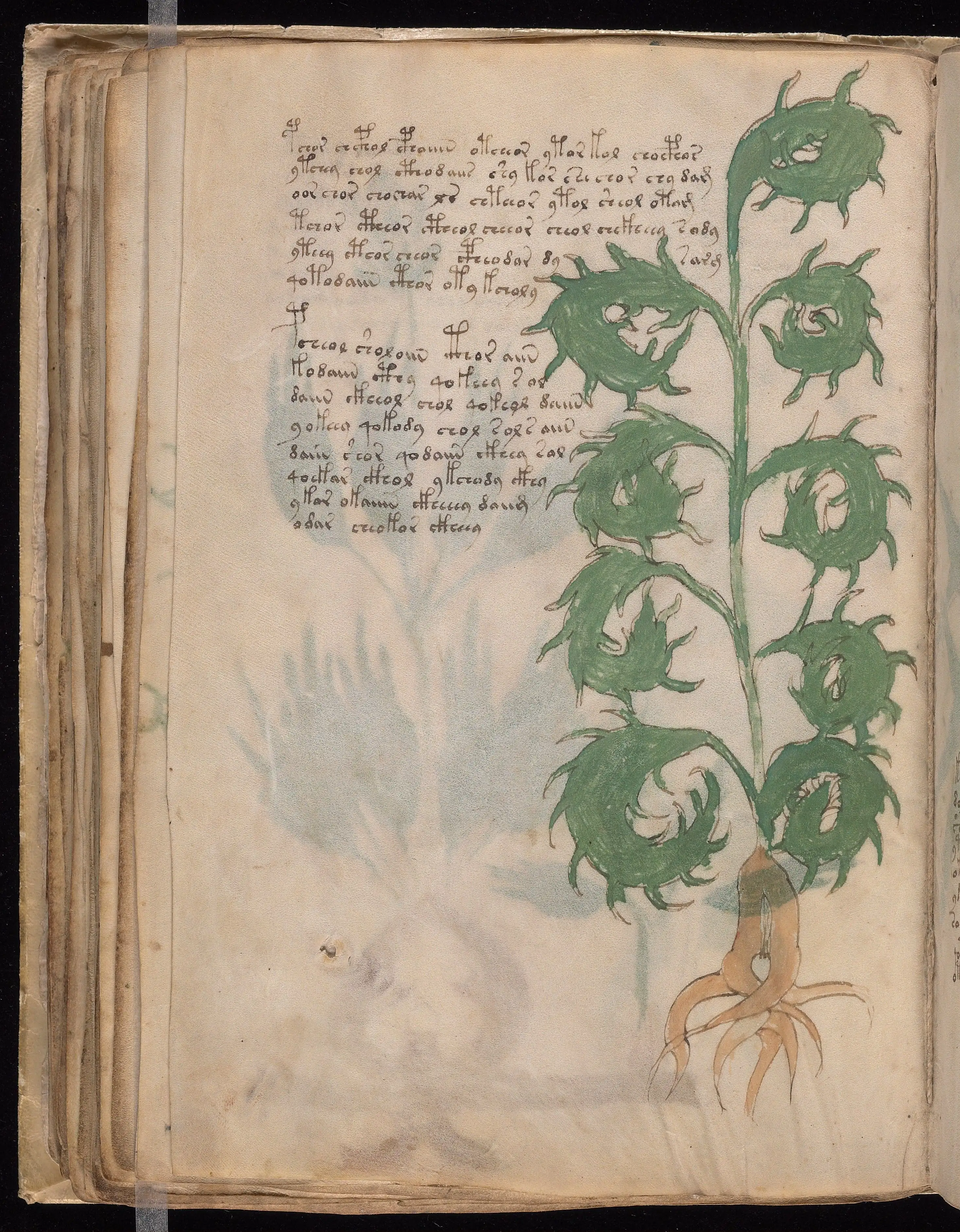 Folio f52v