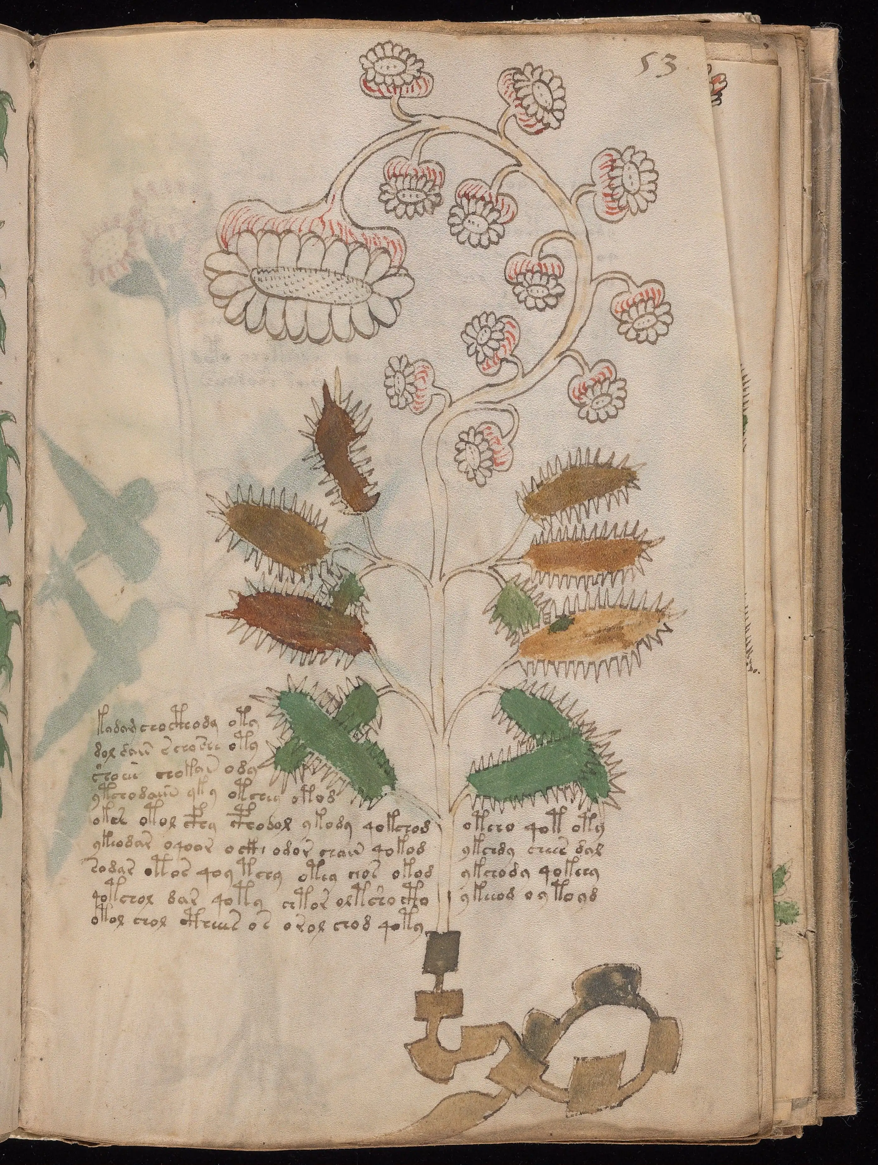 Folio f53r