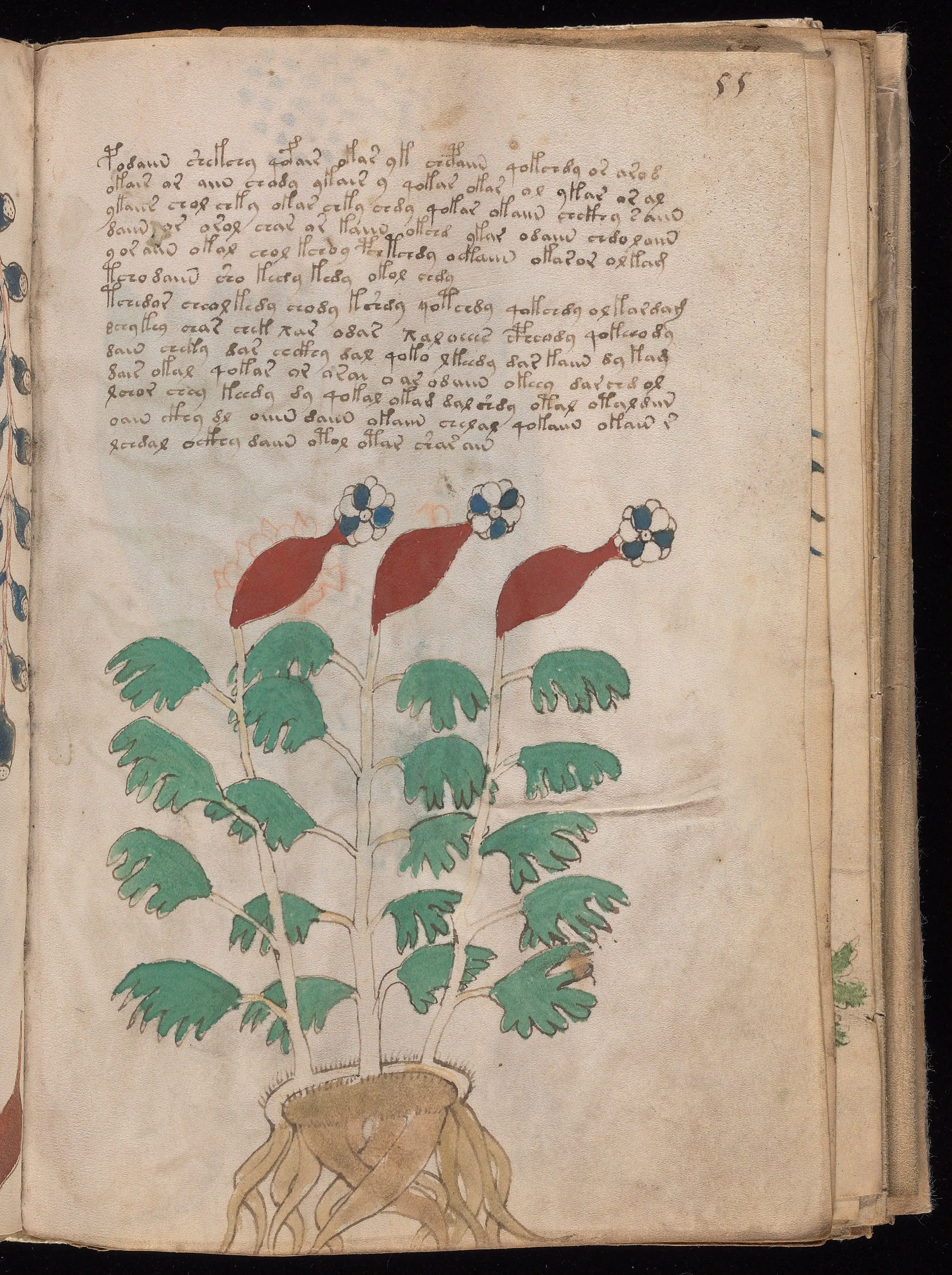 Folio f55r