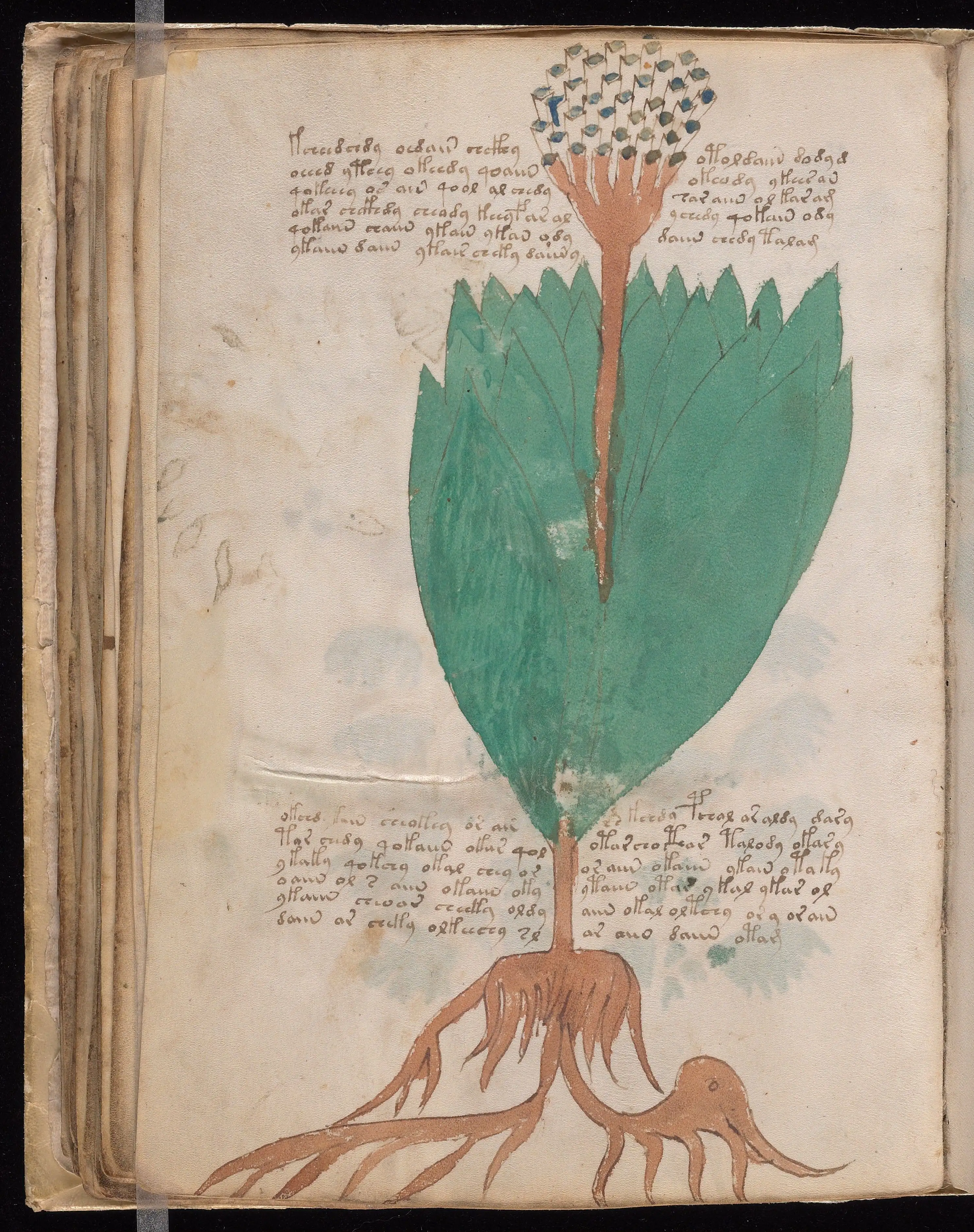 Folio f55v