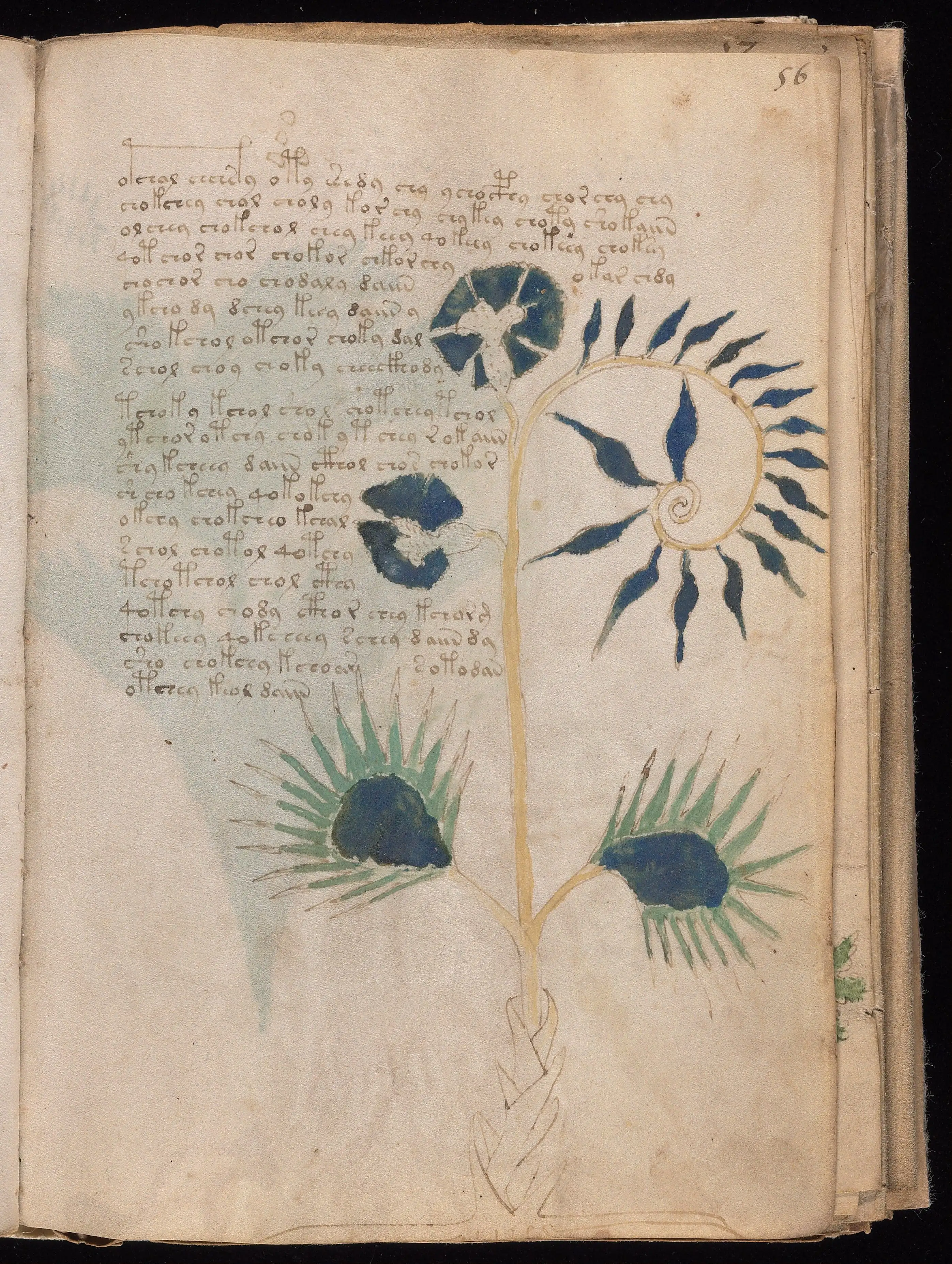 Folio f56r