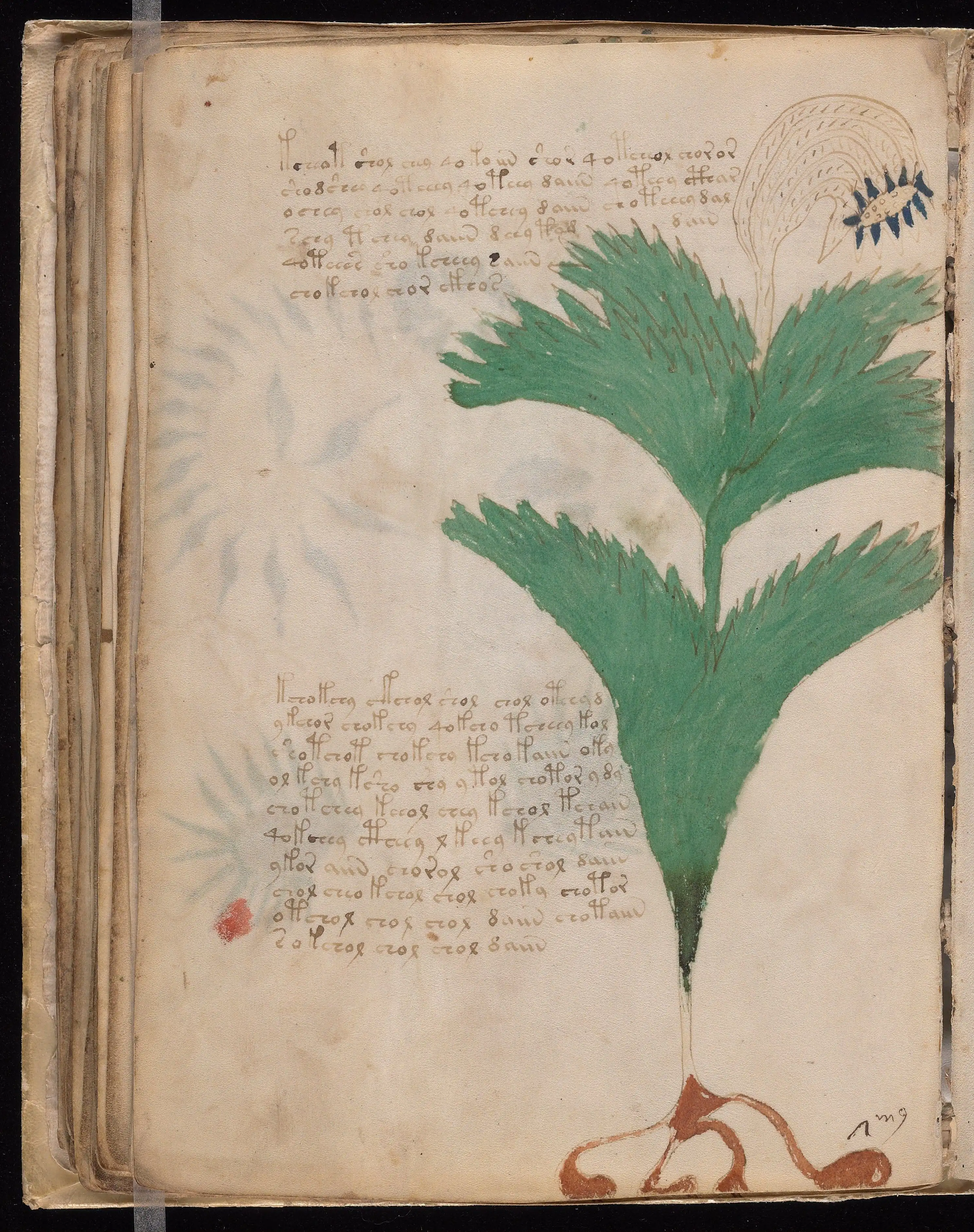 Folio f56v