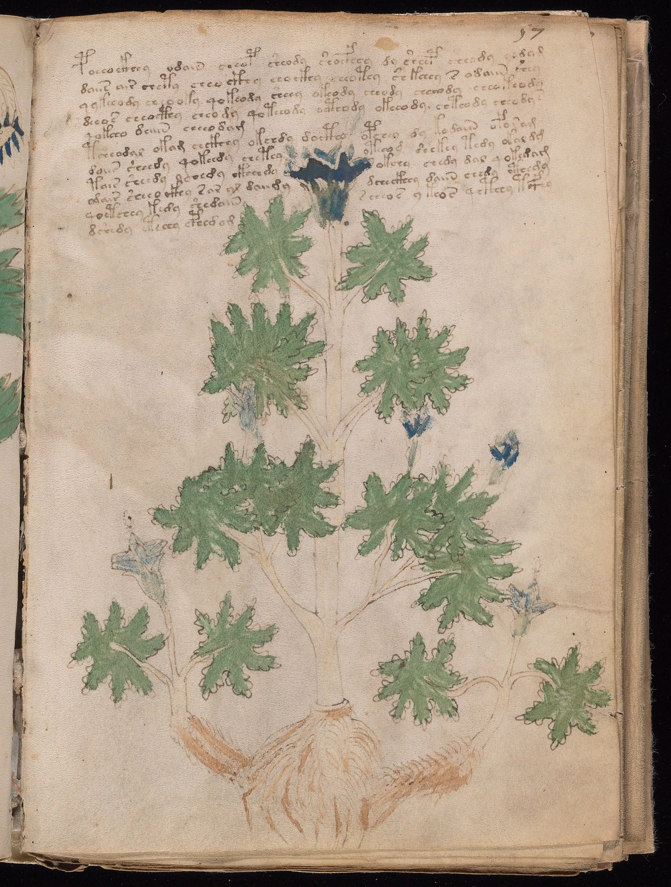Folio f57r