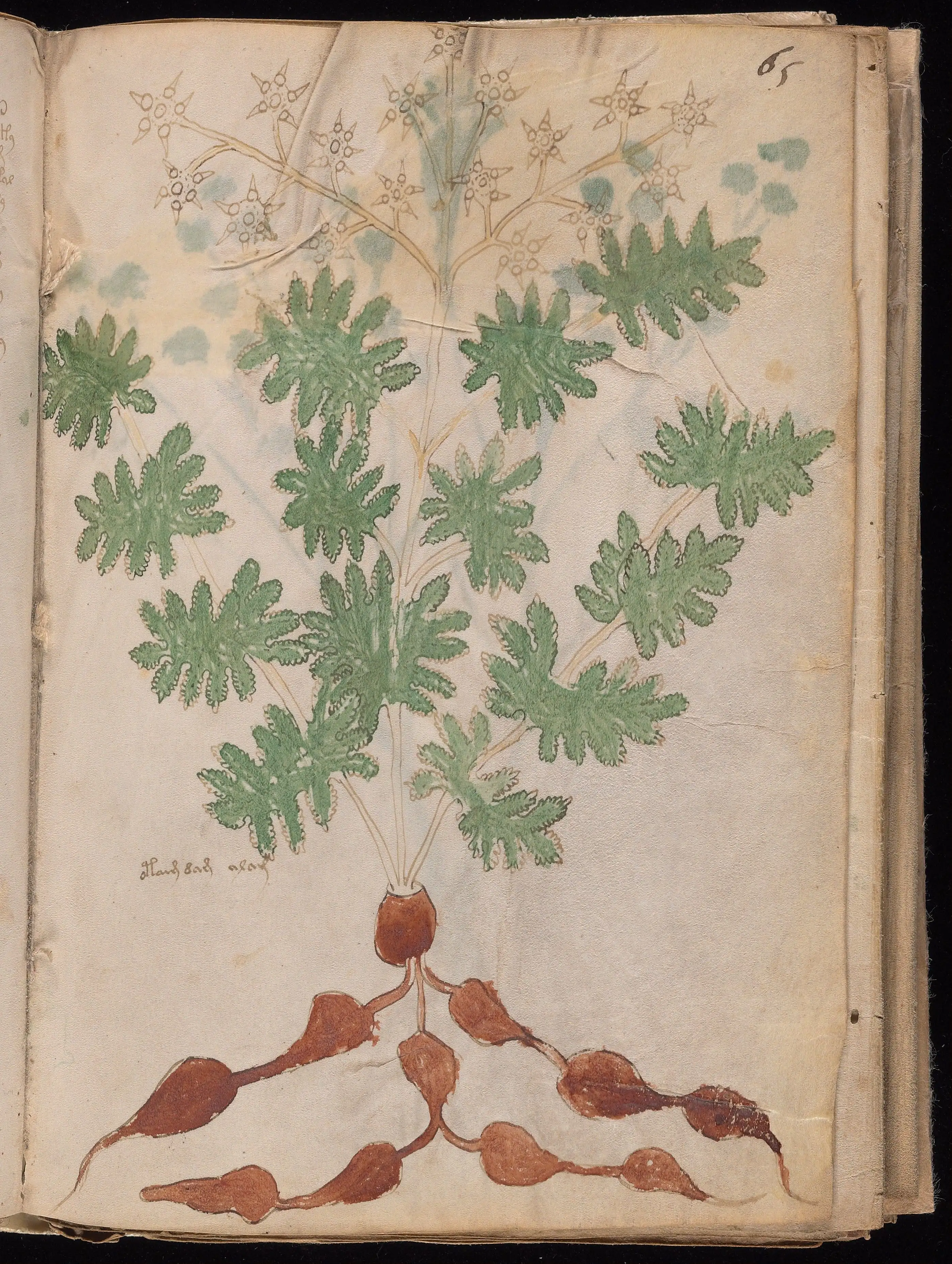 Folio f65r