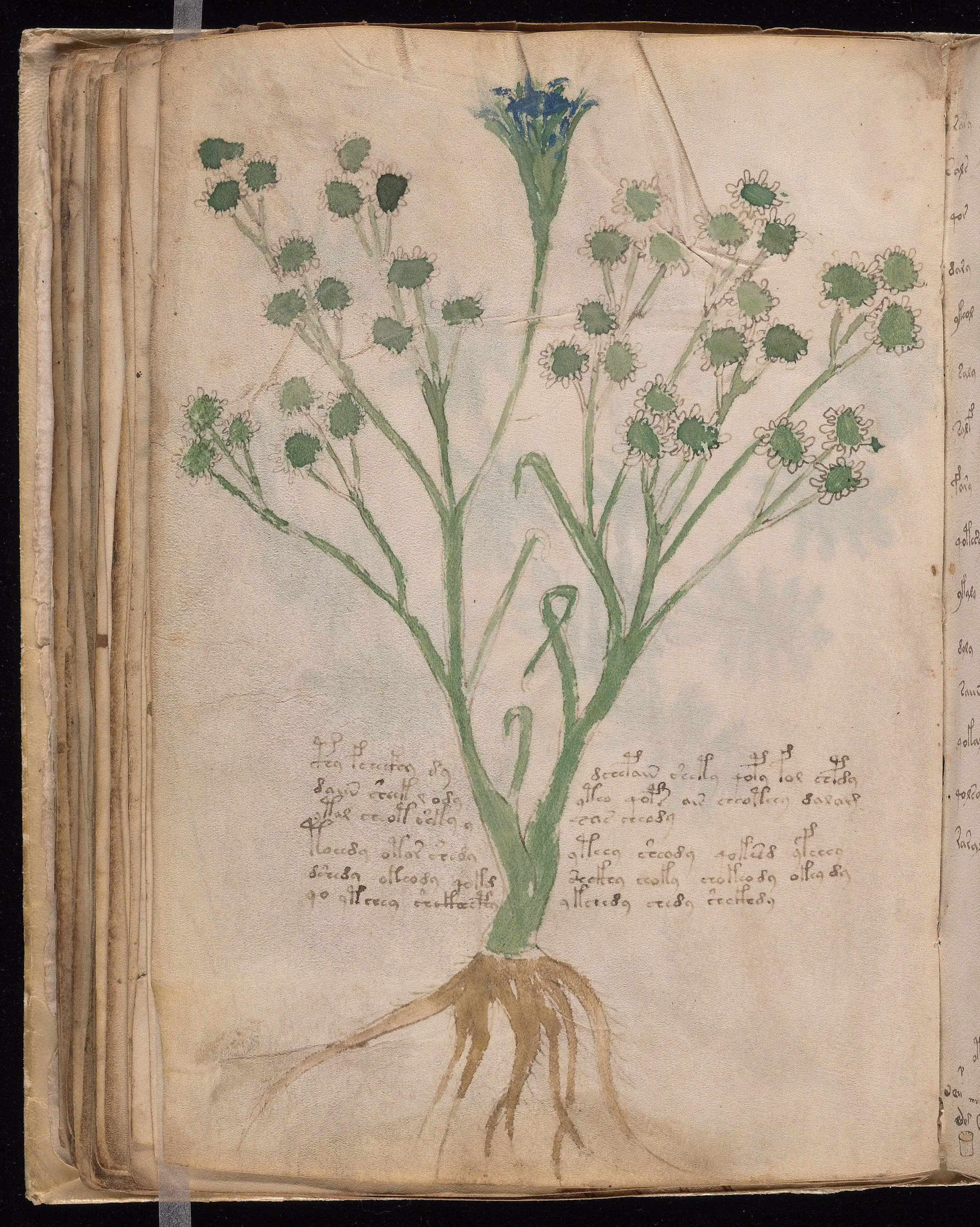 Folio f65v