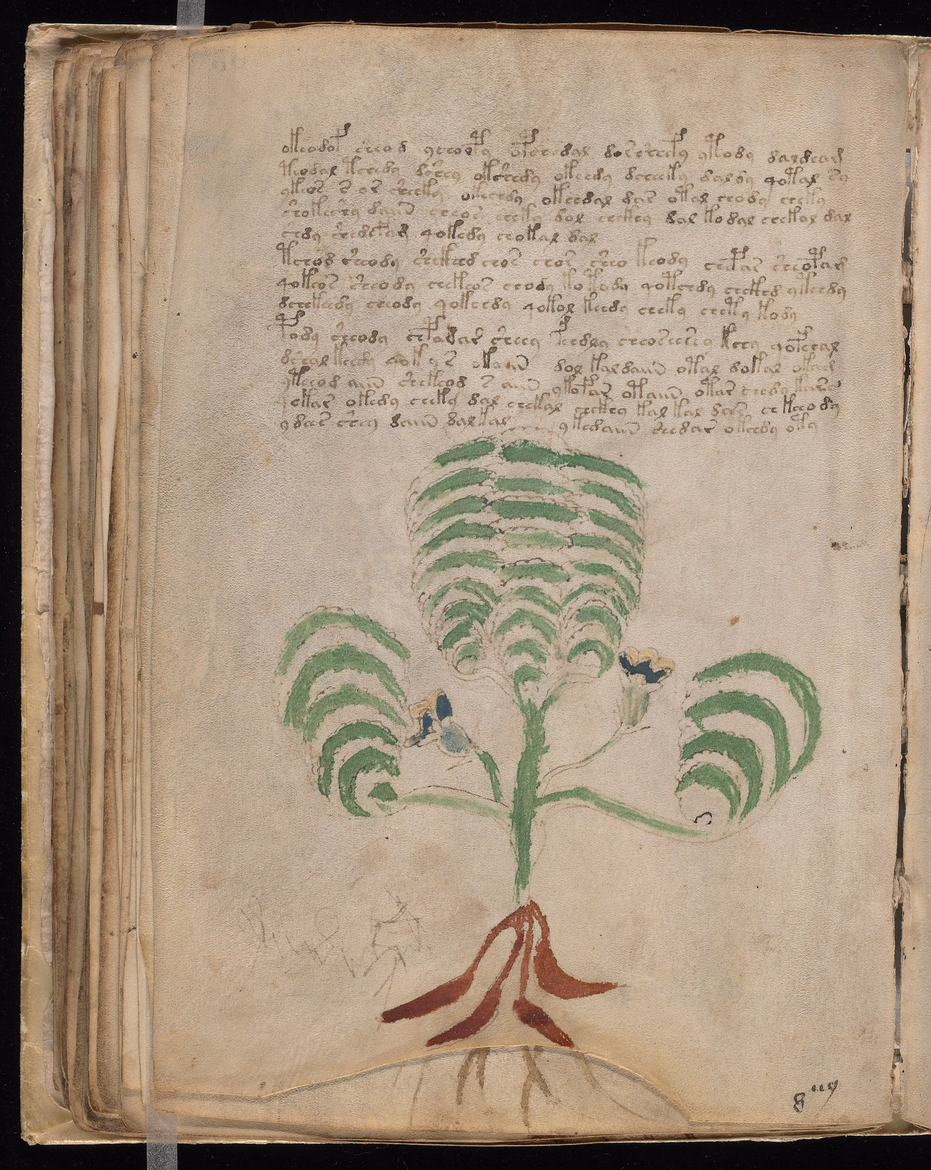 Folio f66v