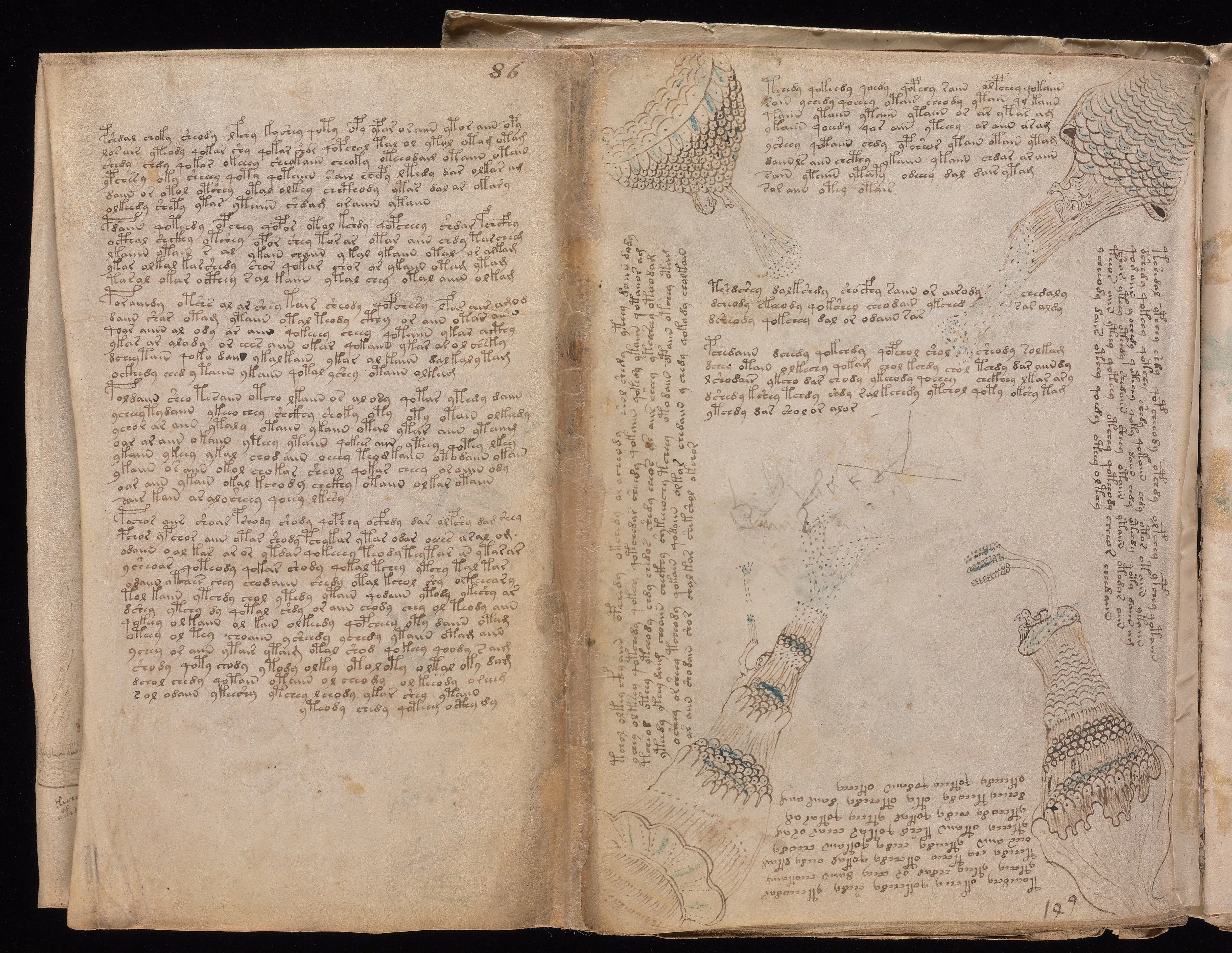 Folio f86v5