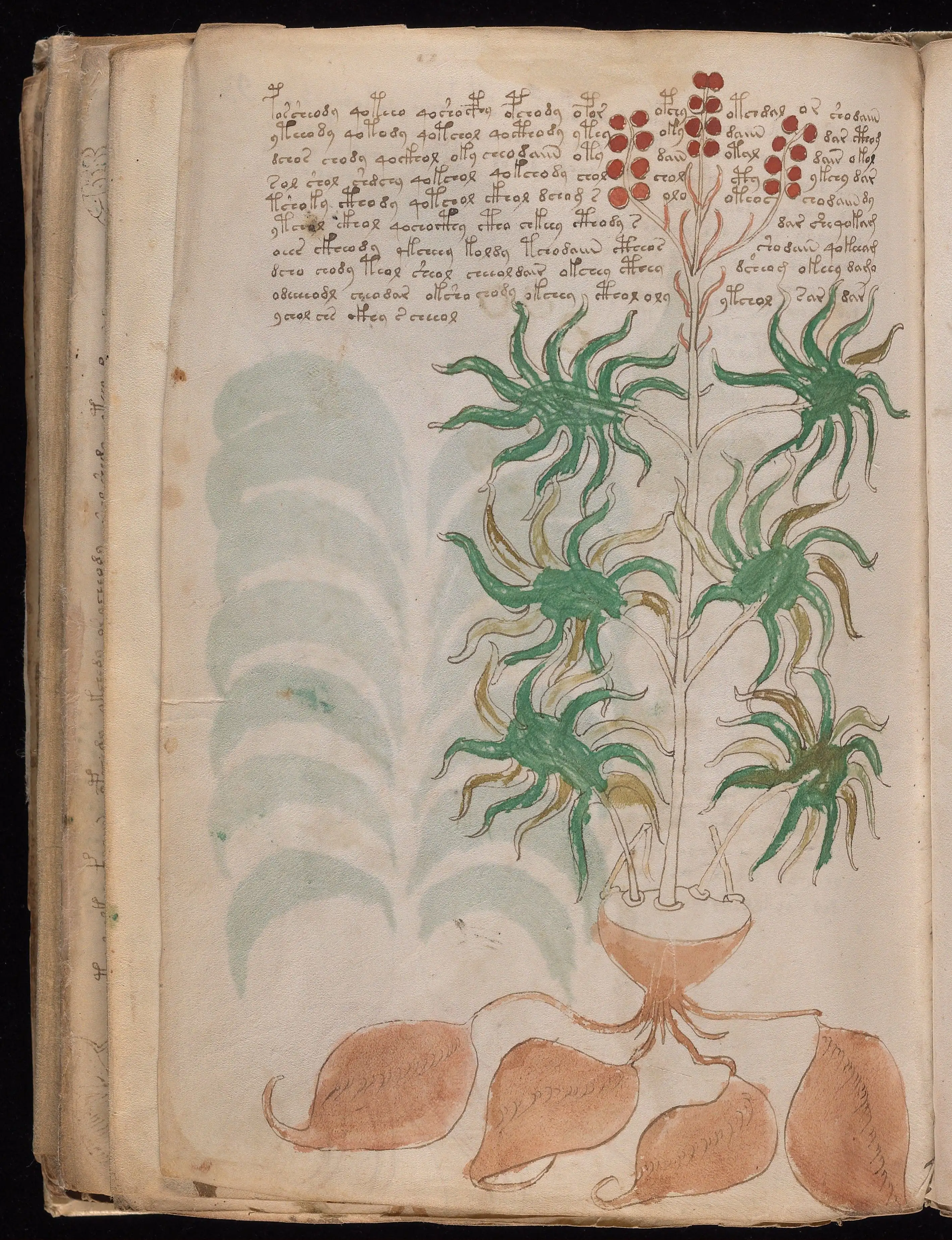 Folio f93v