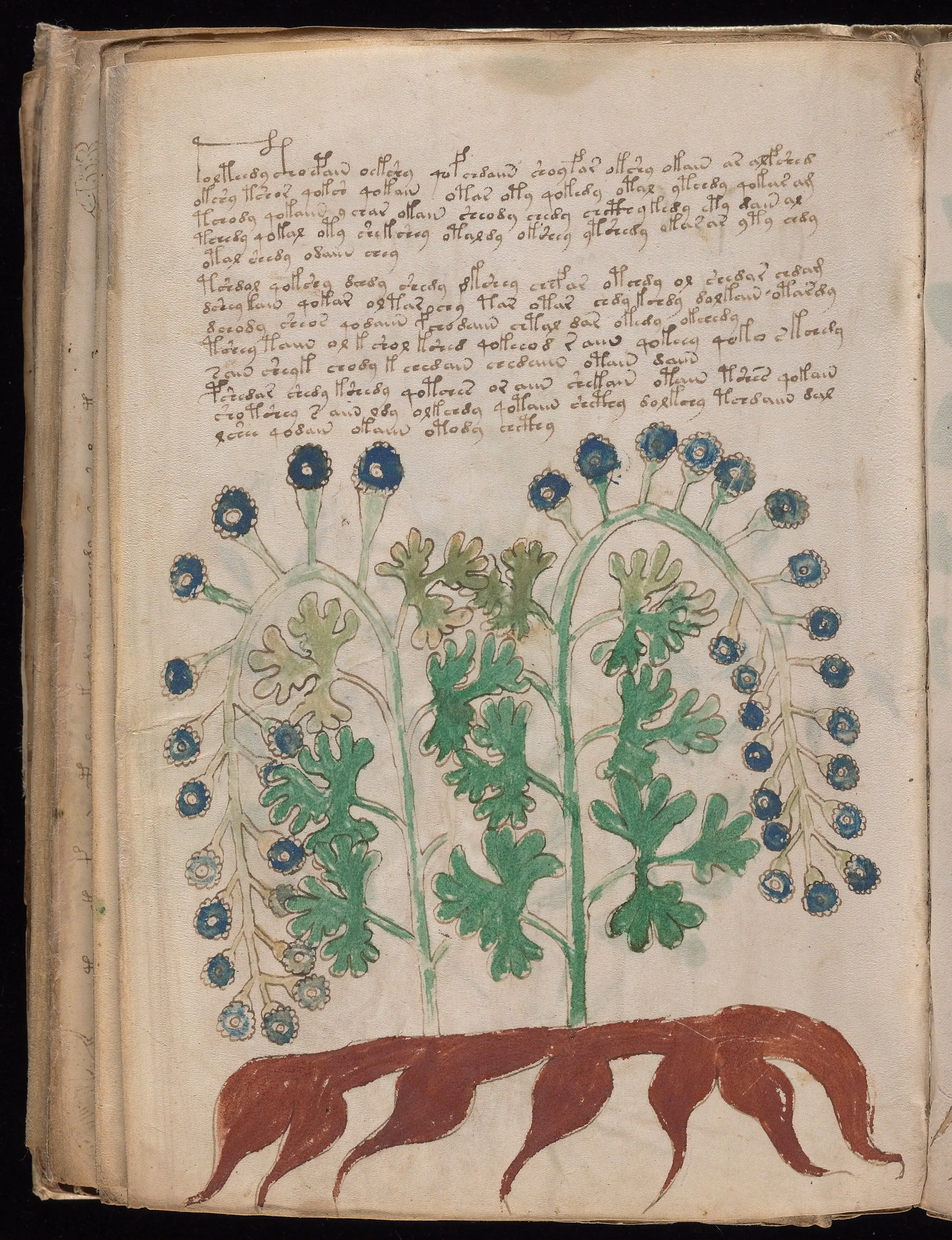 Folio f95v1
