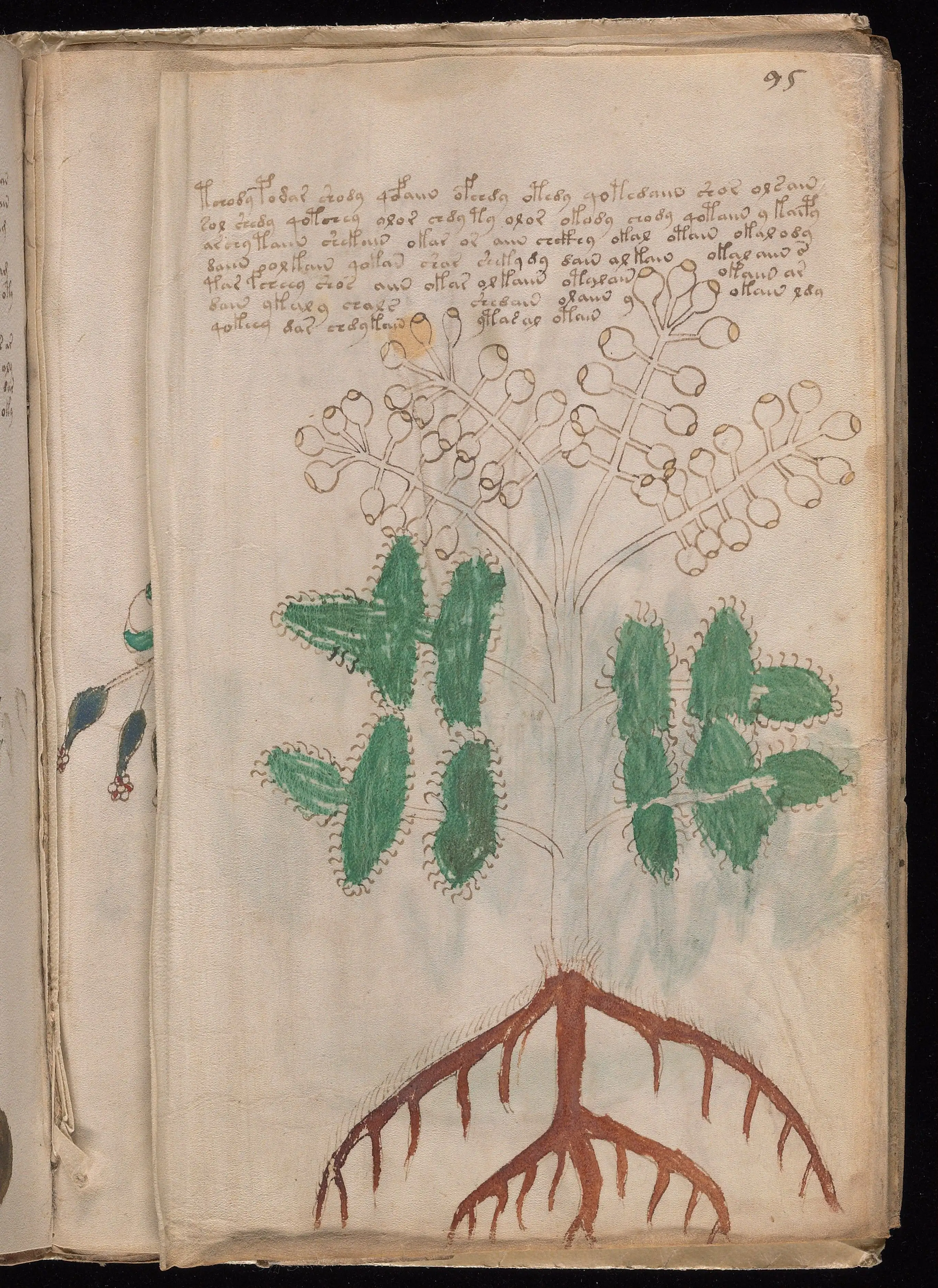Folio f95v2